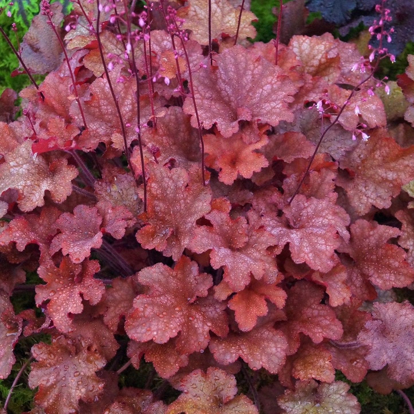 Heuchera Coral Berry