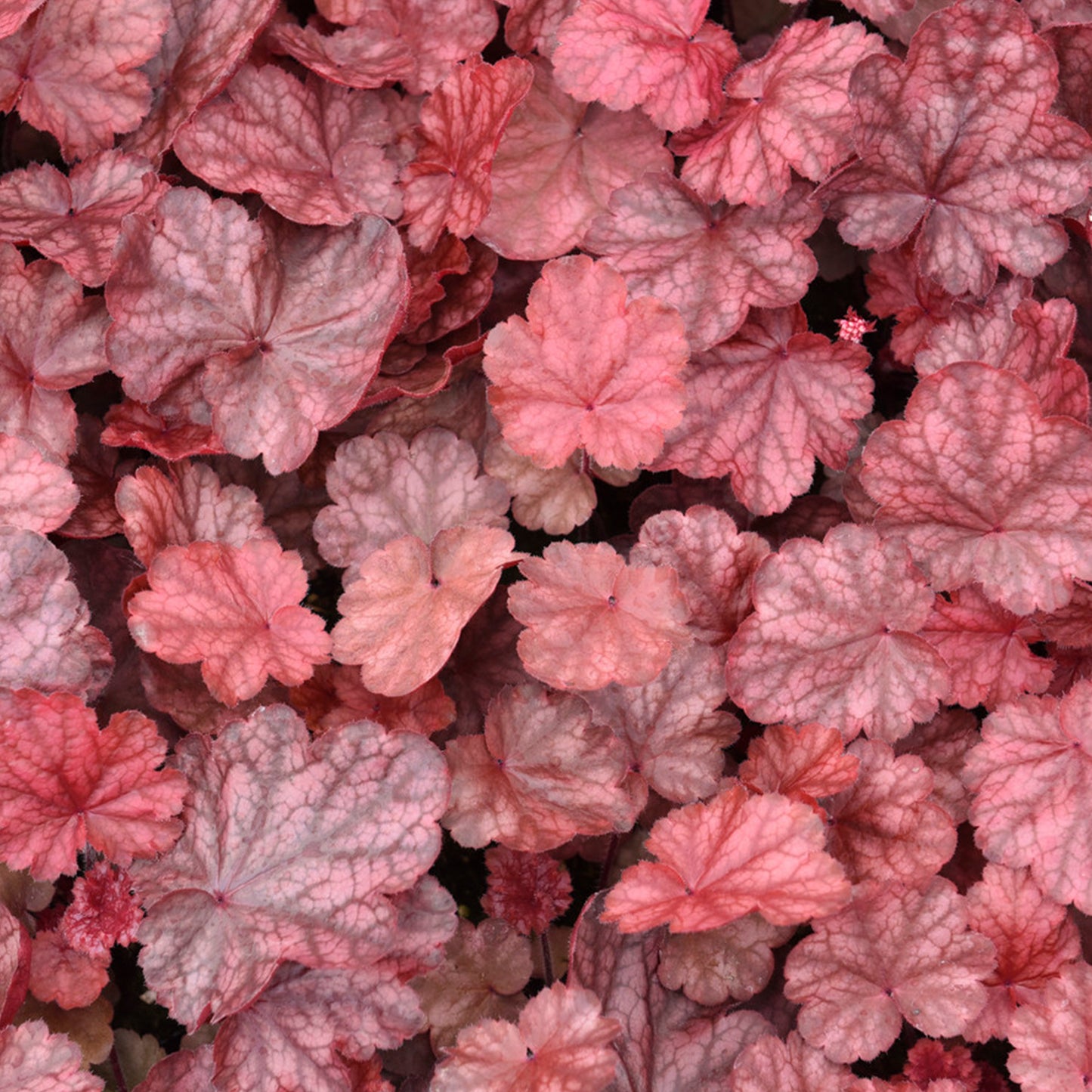 Heuchera Fire Chief