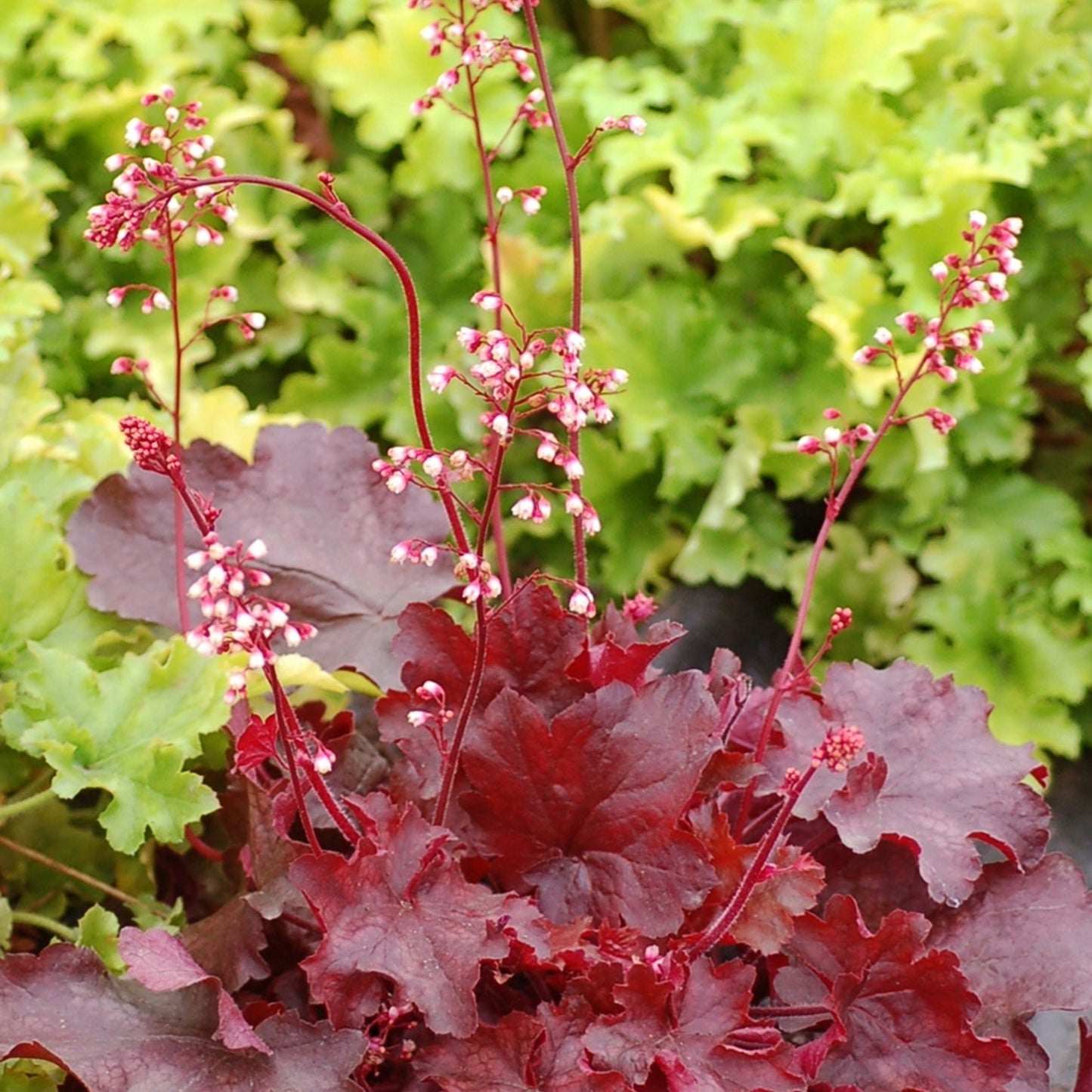 Heuchera Fire Chief