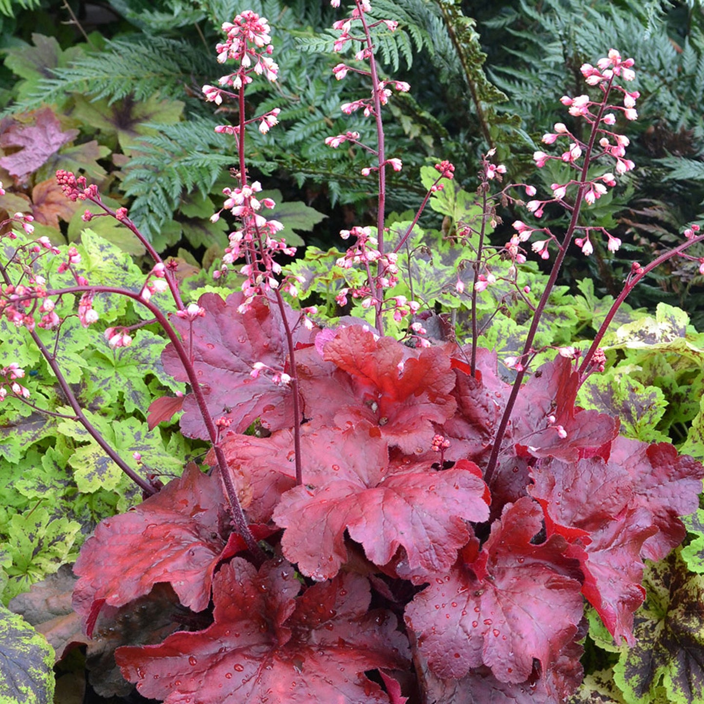 Heuchera Fire Chief