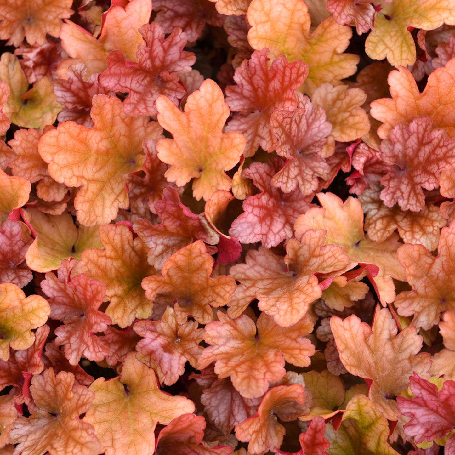 Heuchera Peach Flambe