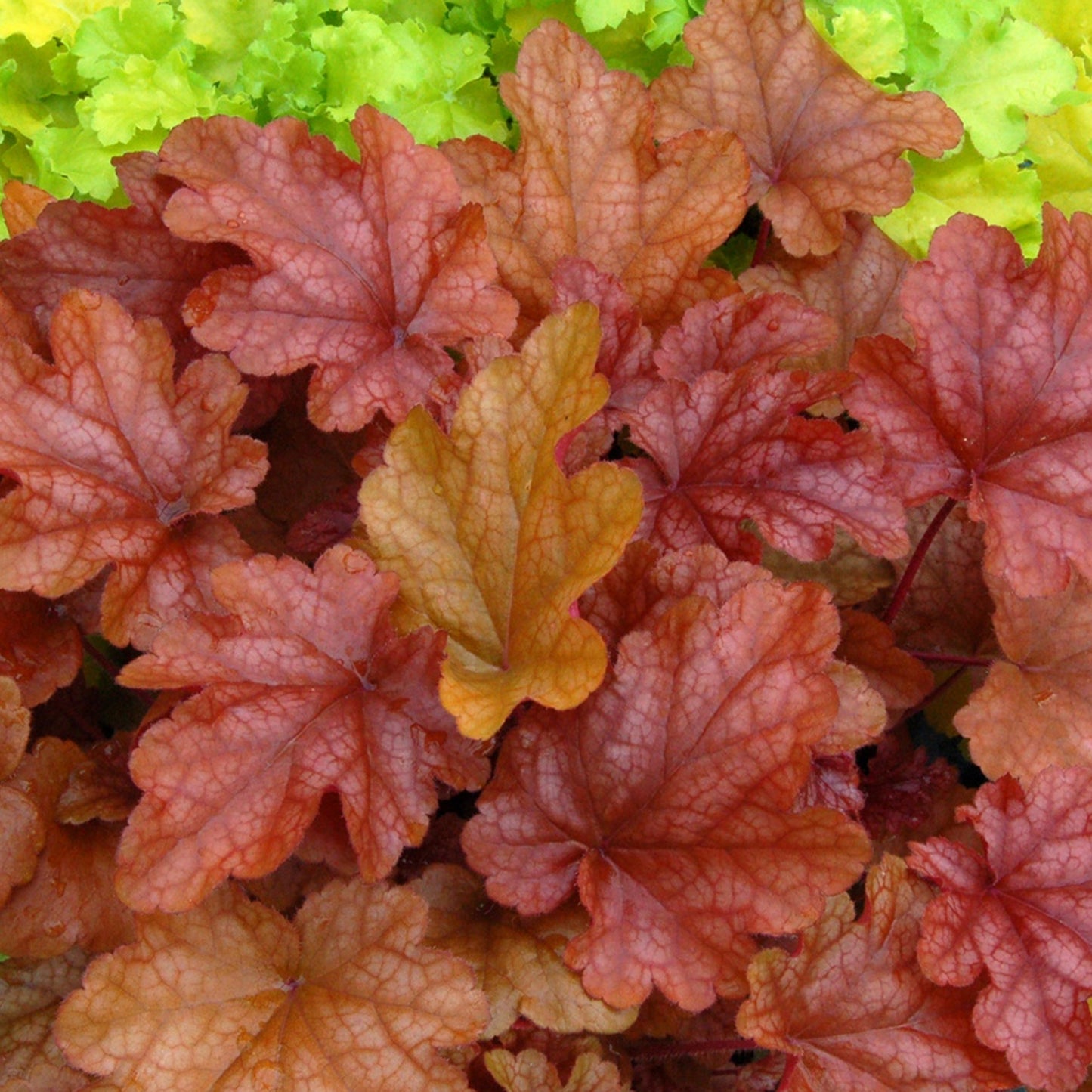 Heuchera Peach Flambe