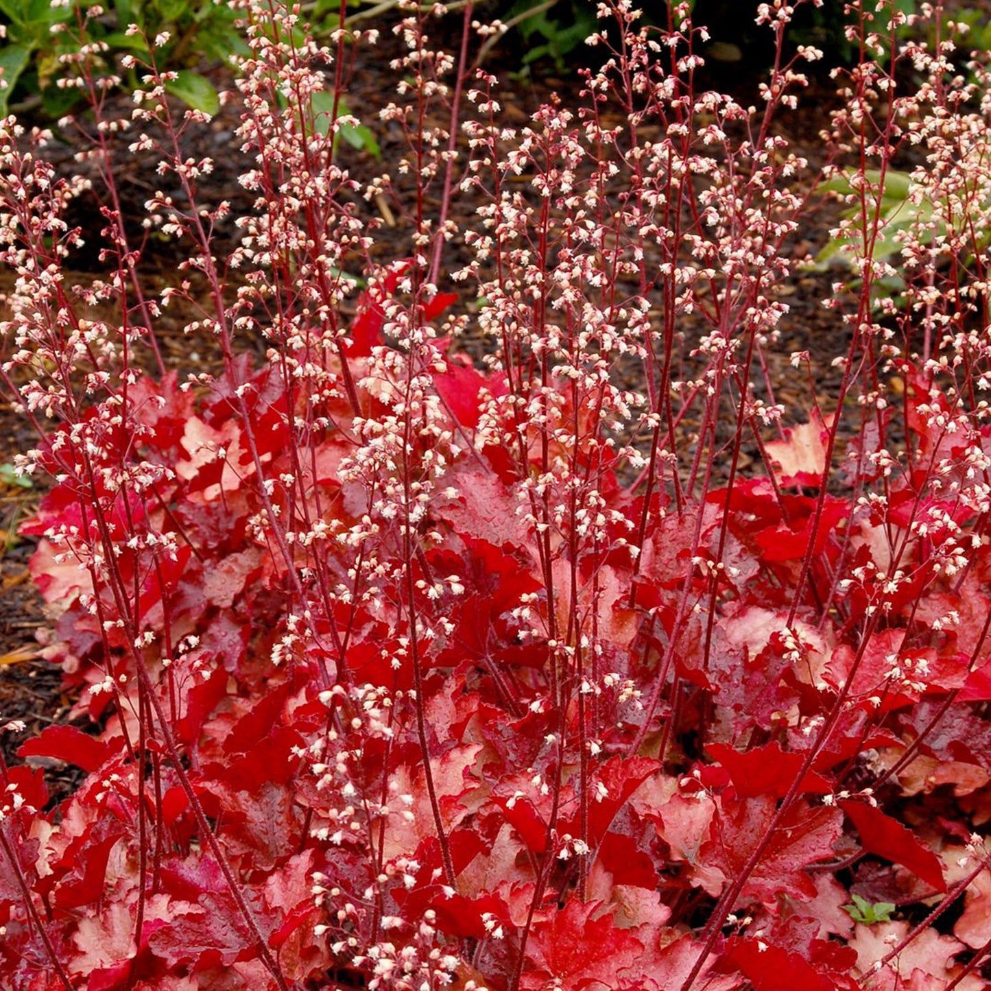 Heuchera Peach Flambe