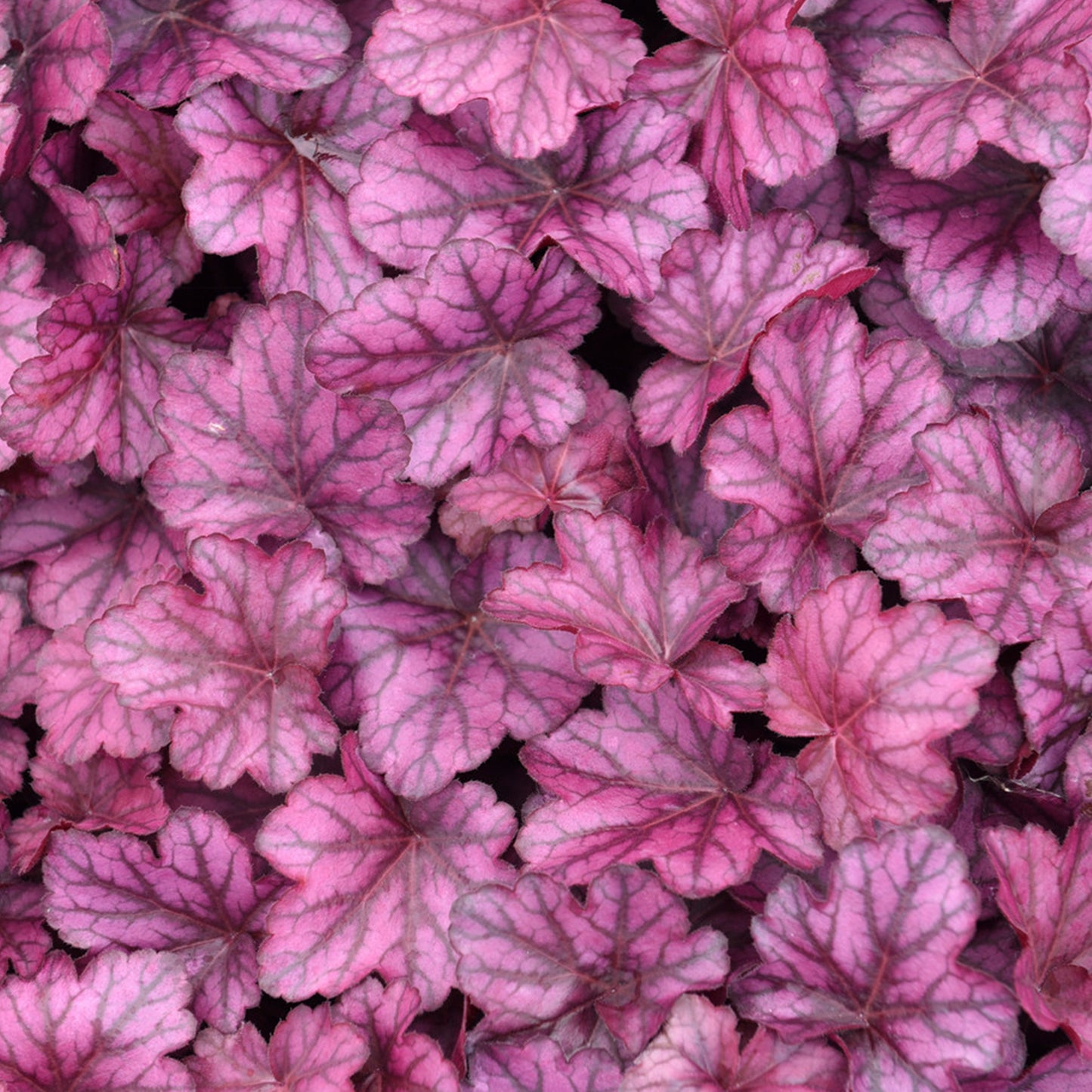 Heuchera Wild Rose