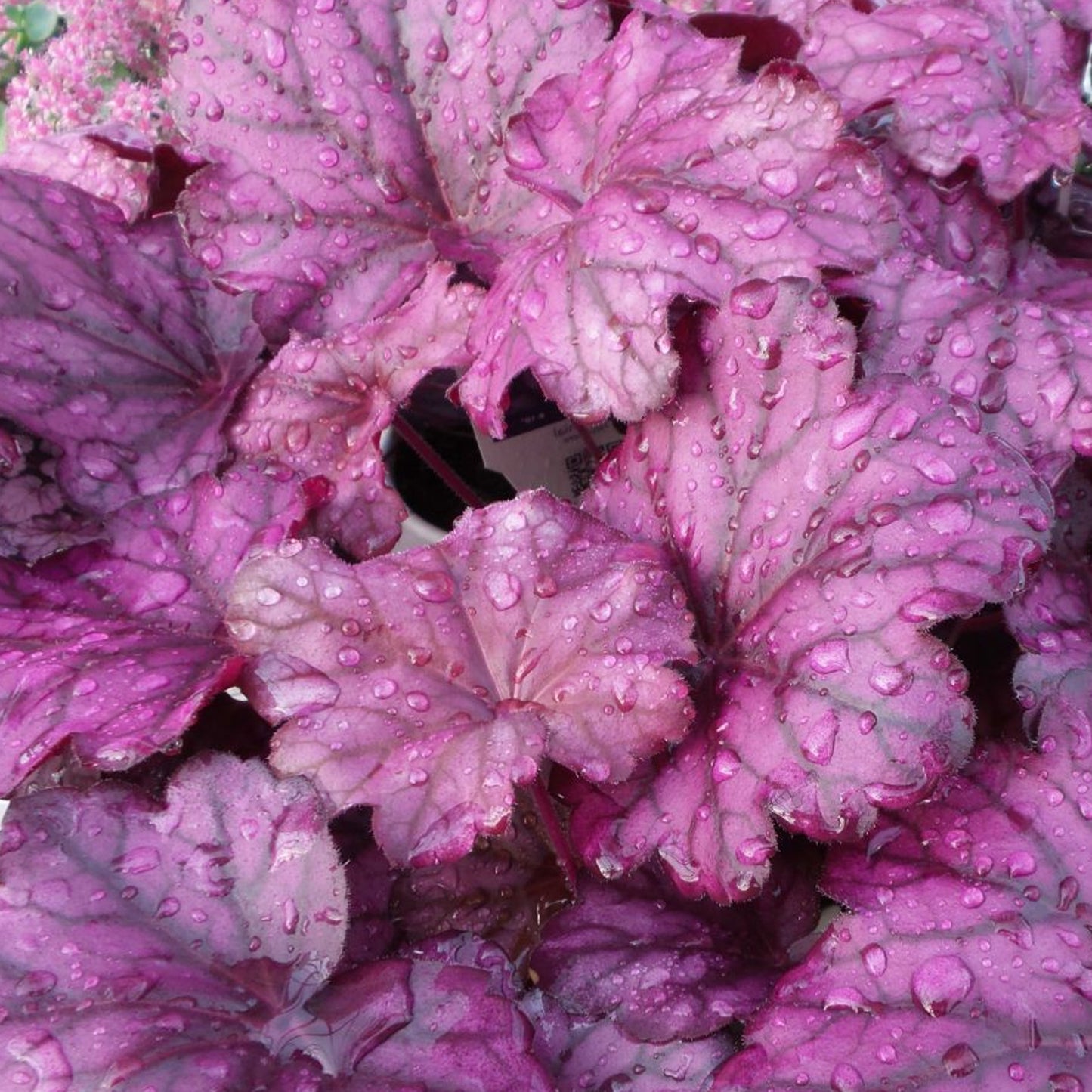 Heuchera Wild Rose