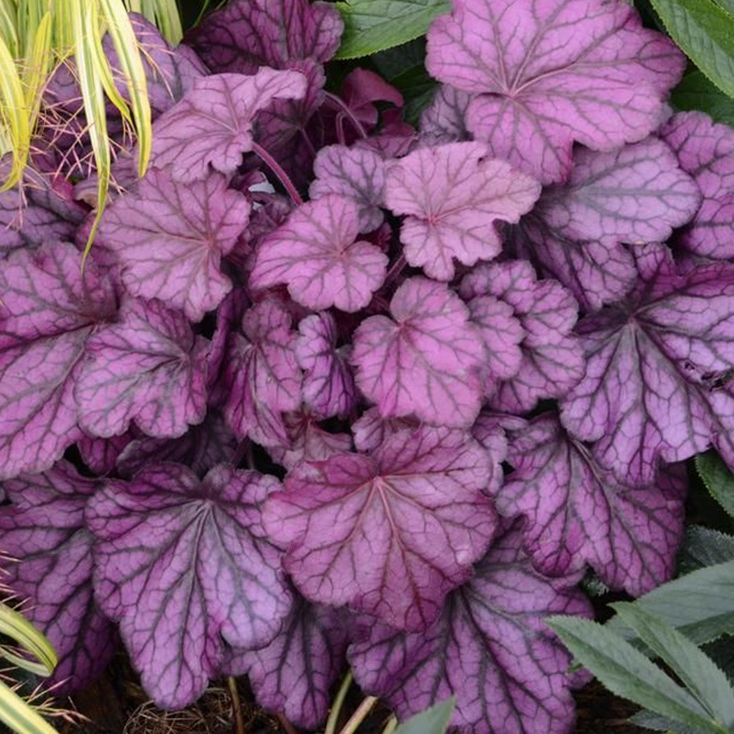 Heuchera Wild Rose