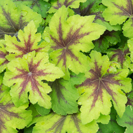 Heucherella Catching Fire