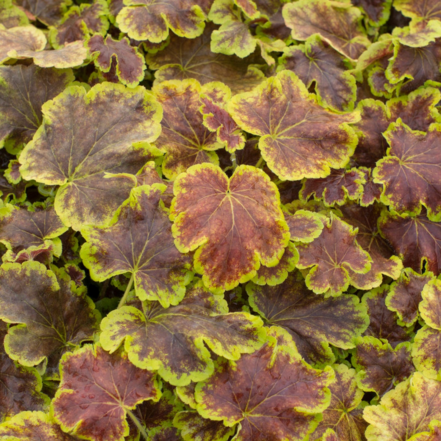 Heucherella Solar Eclipse