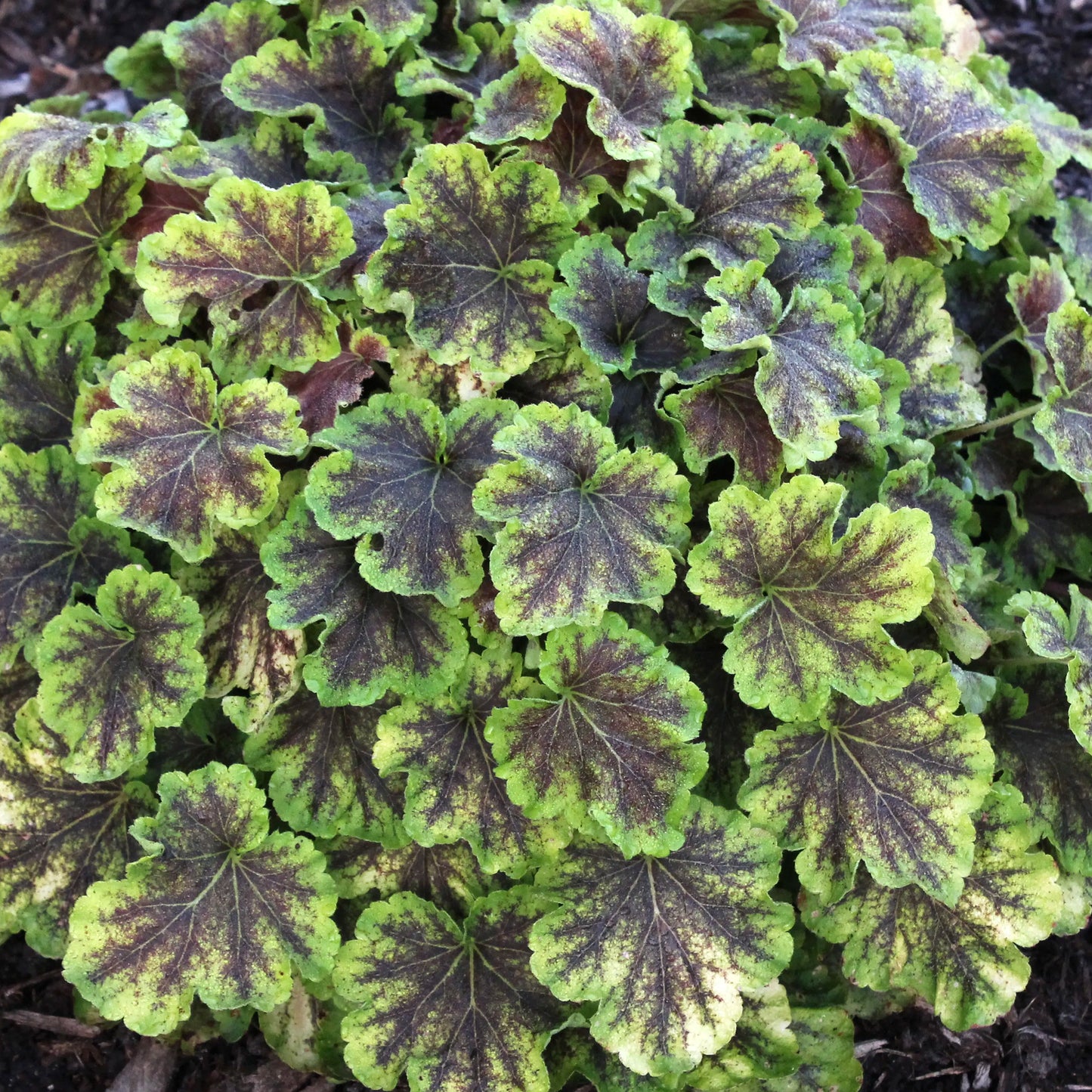 Heucherella Solar Eclipse