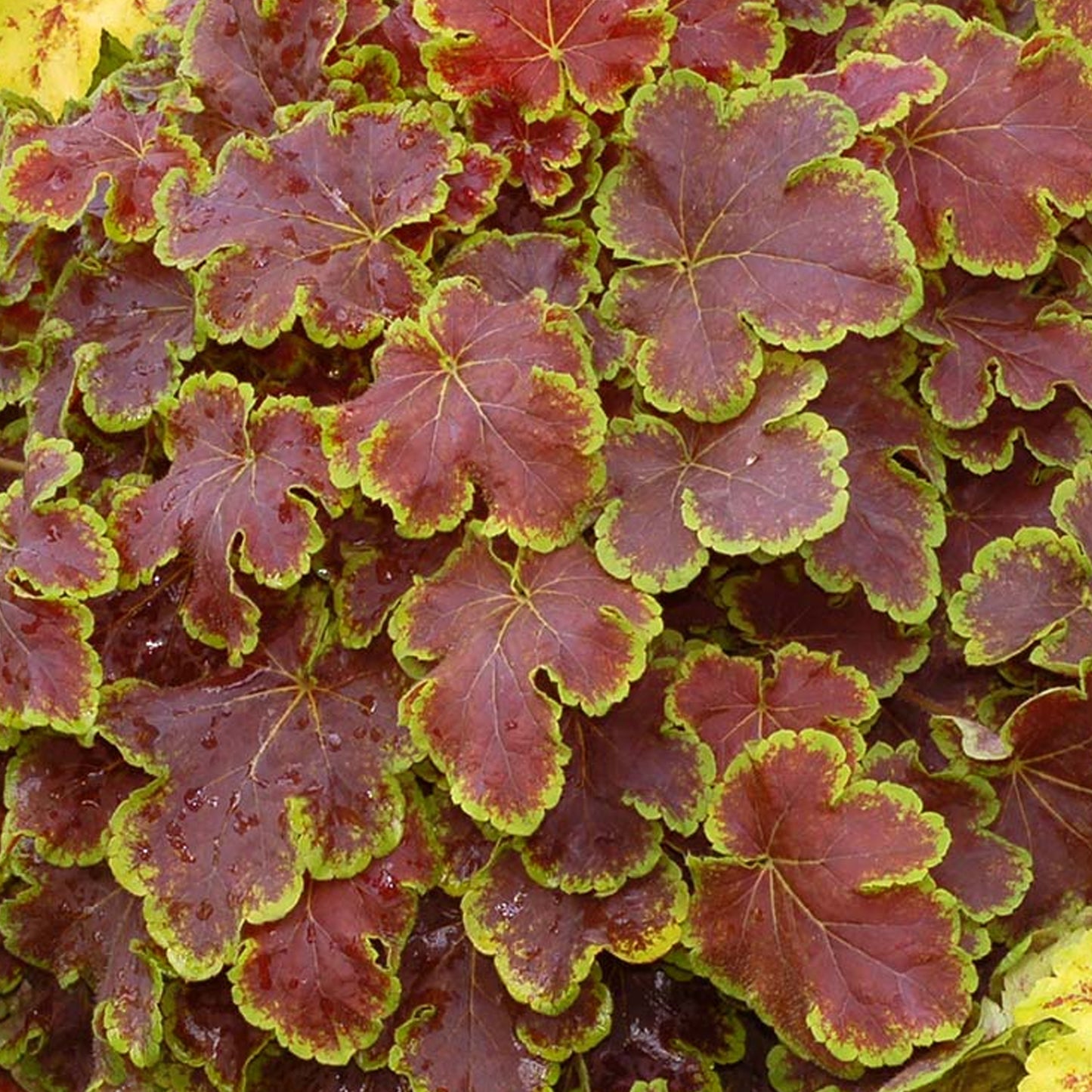 Heucherella Solar Eclipse