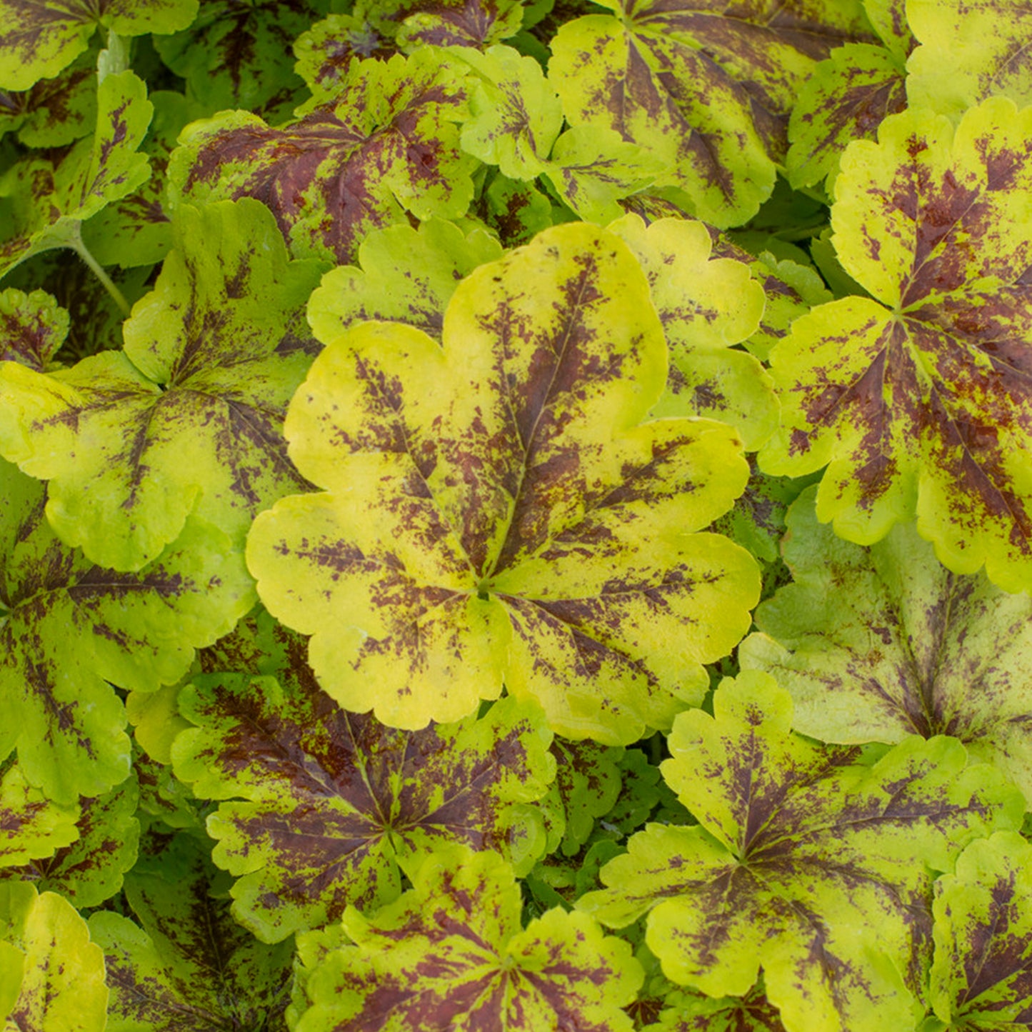 Heucherella Solar Power