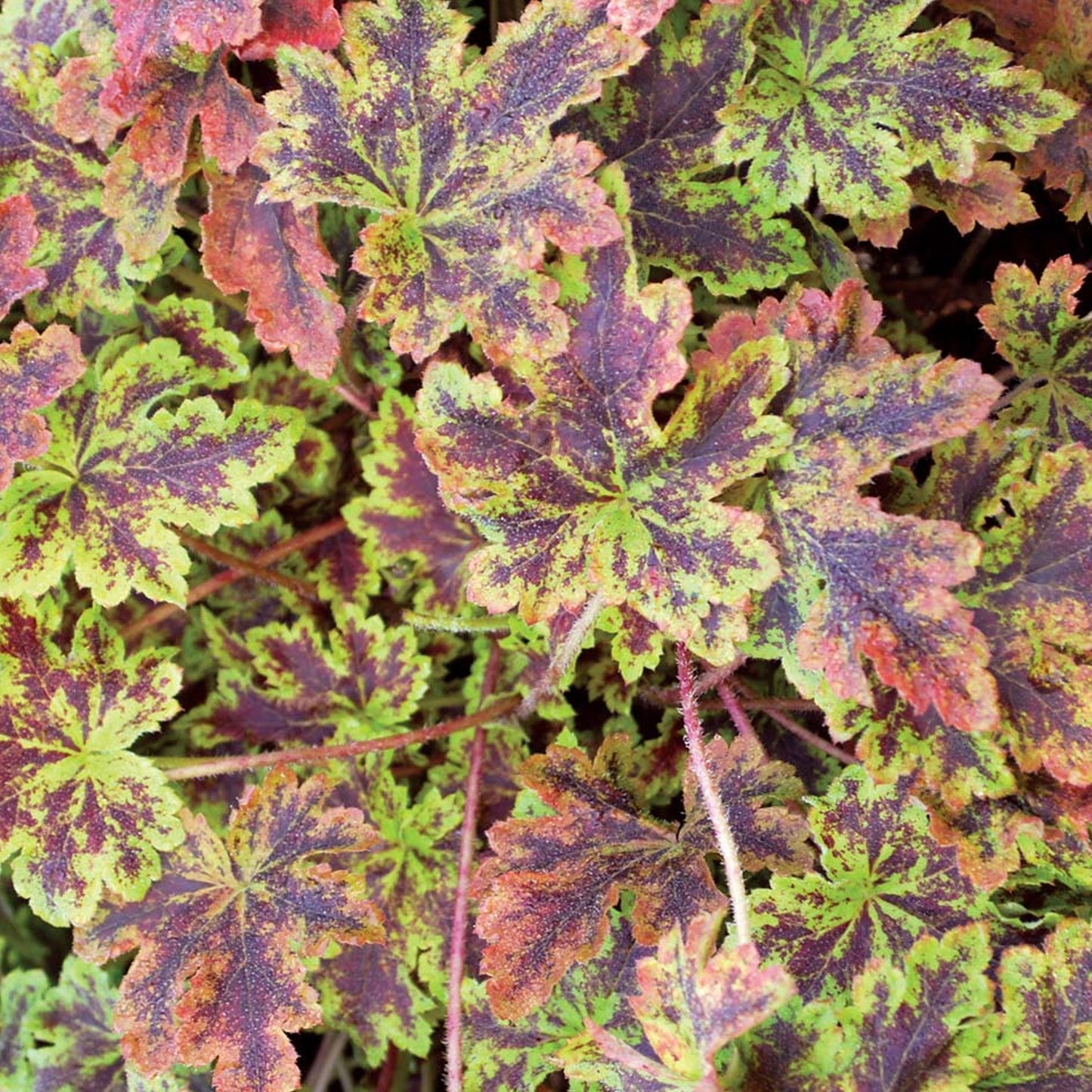 Heucherella Solar Power