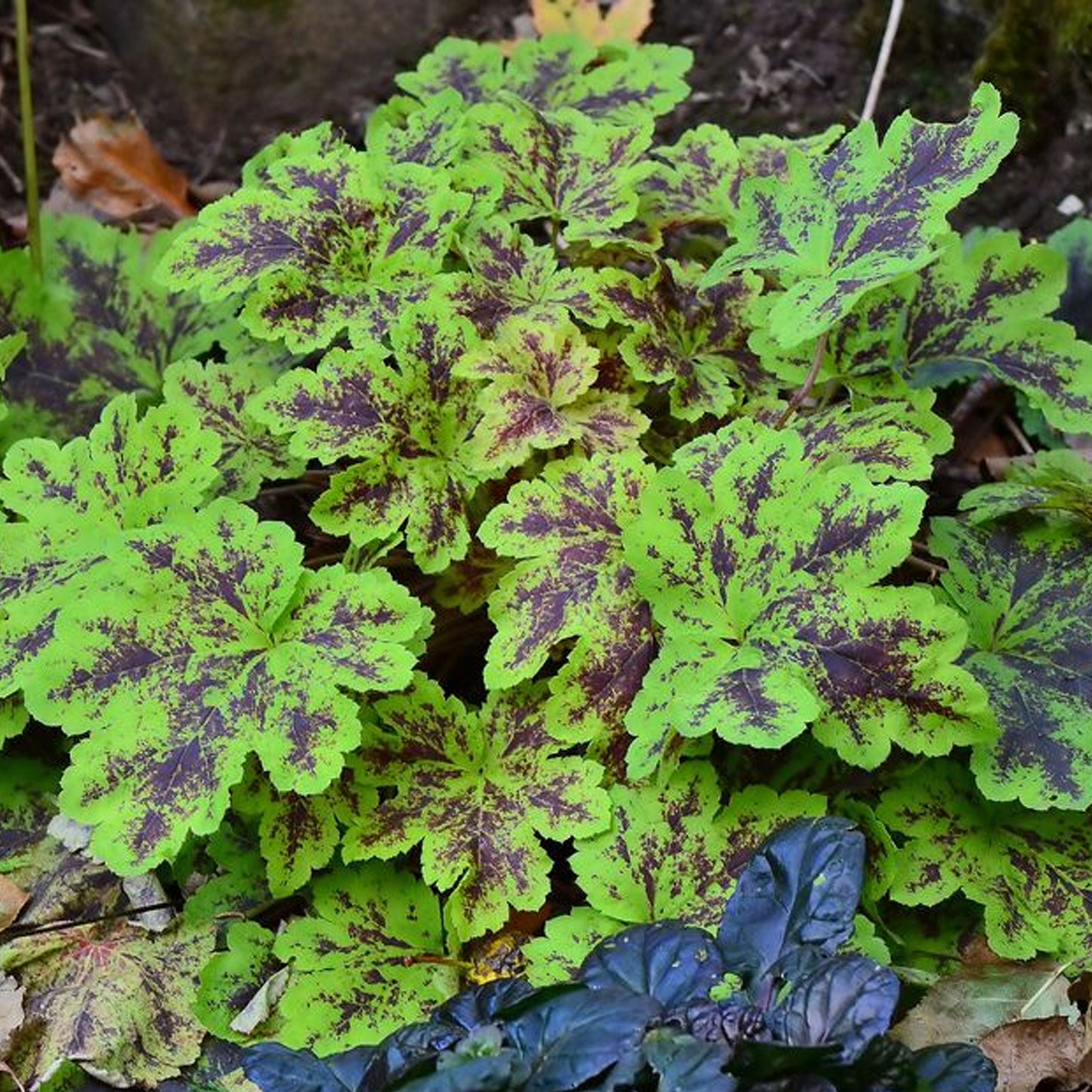 Heucherella Solar Power