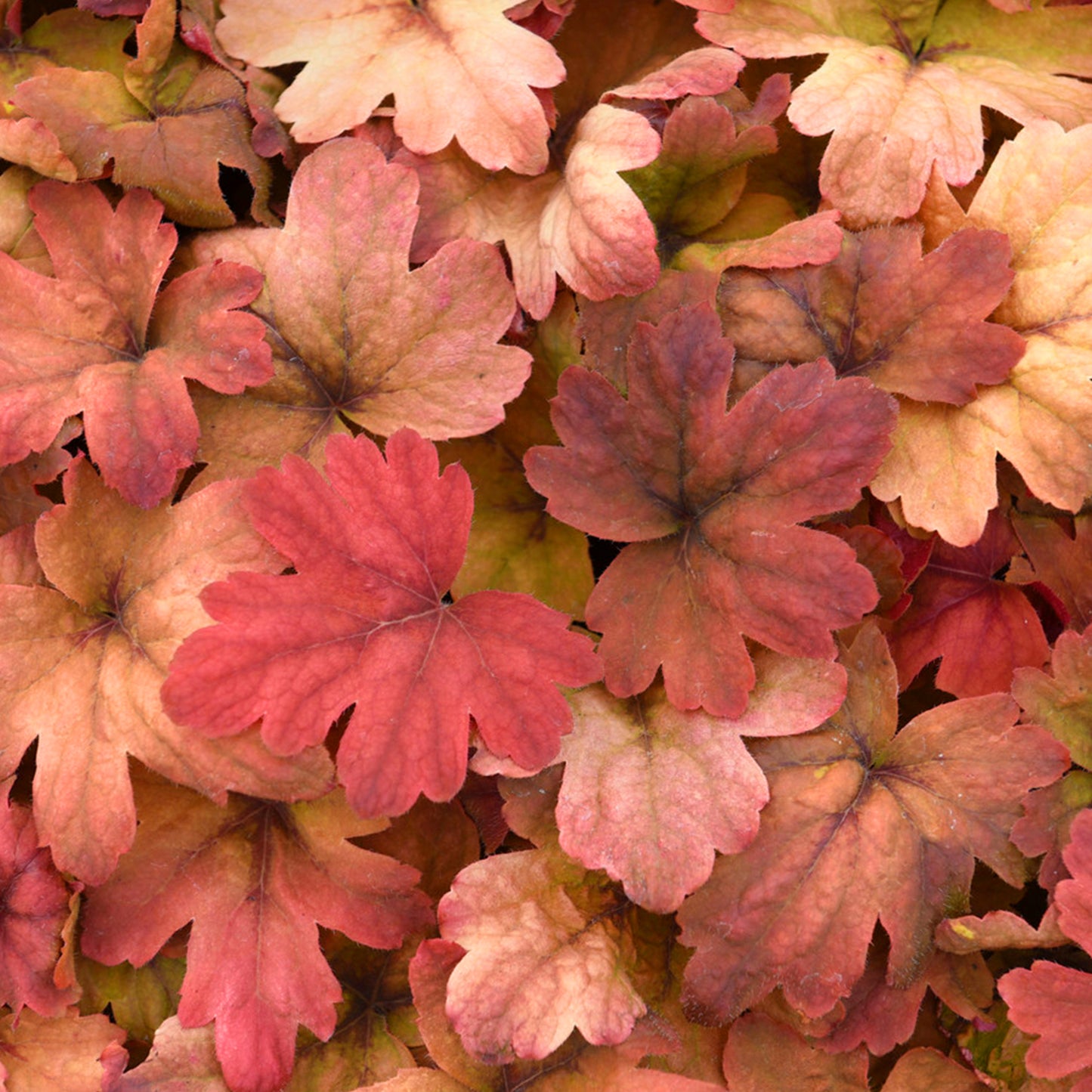 Heucherella Sweet Tea