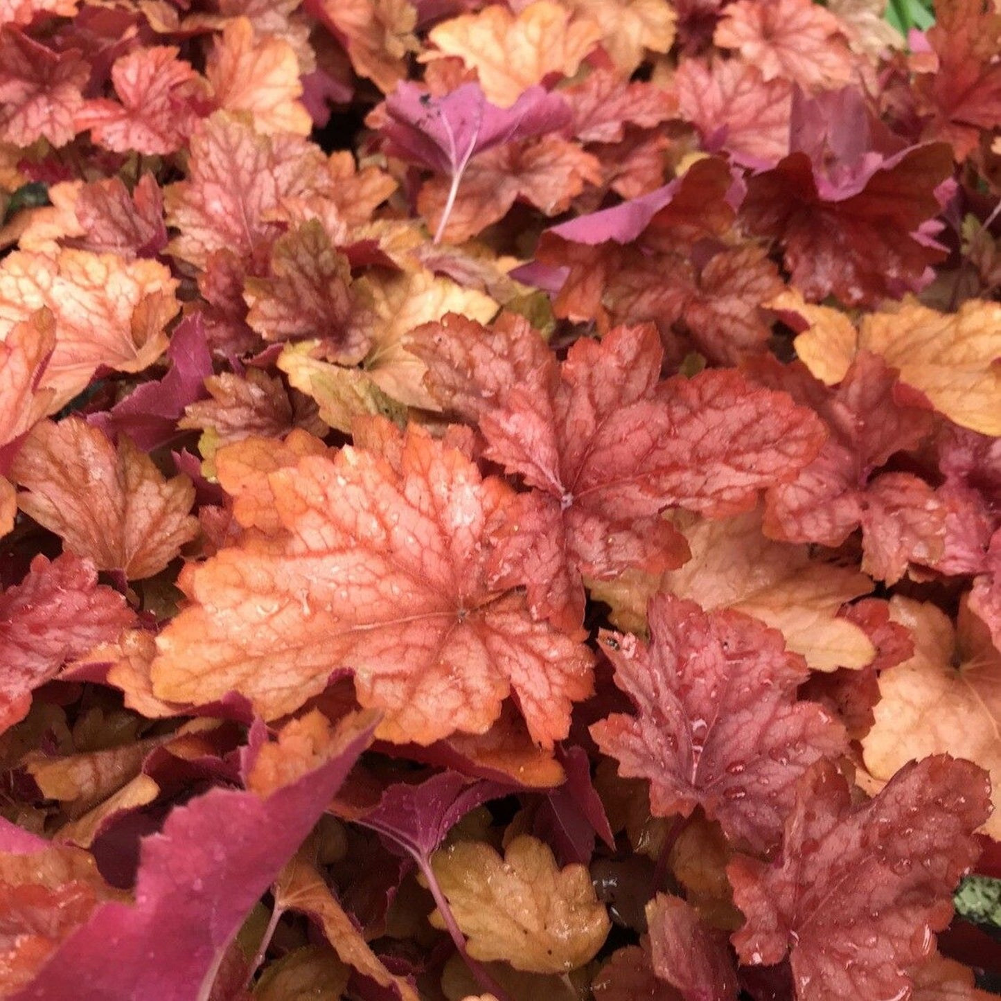 Heucherella Sweet Tea