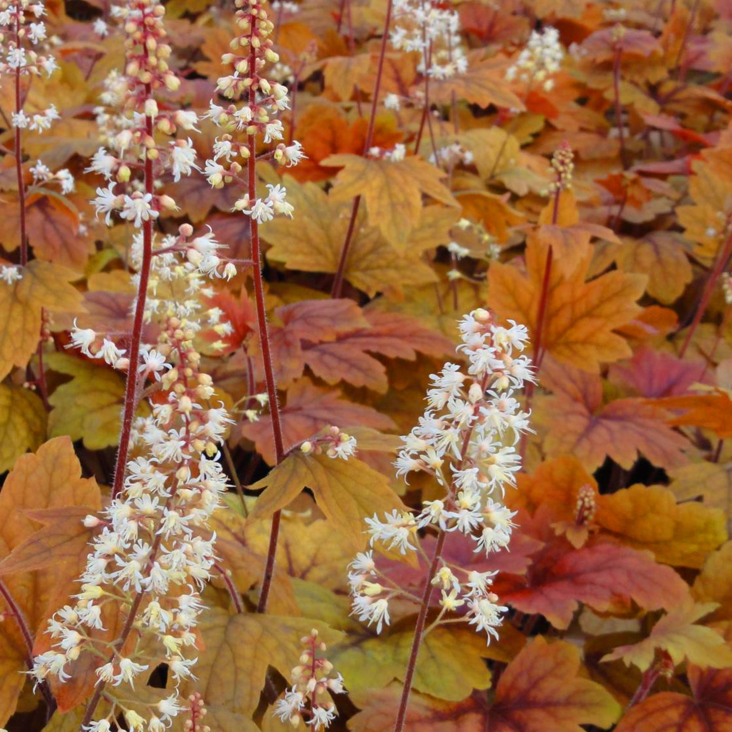 Heucherella Sweet Tea