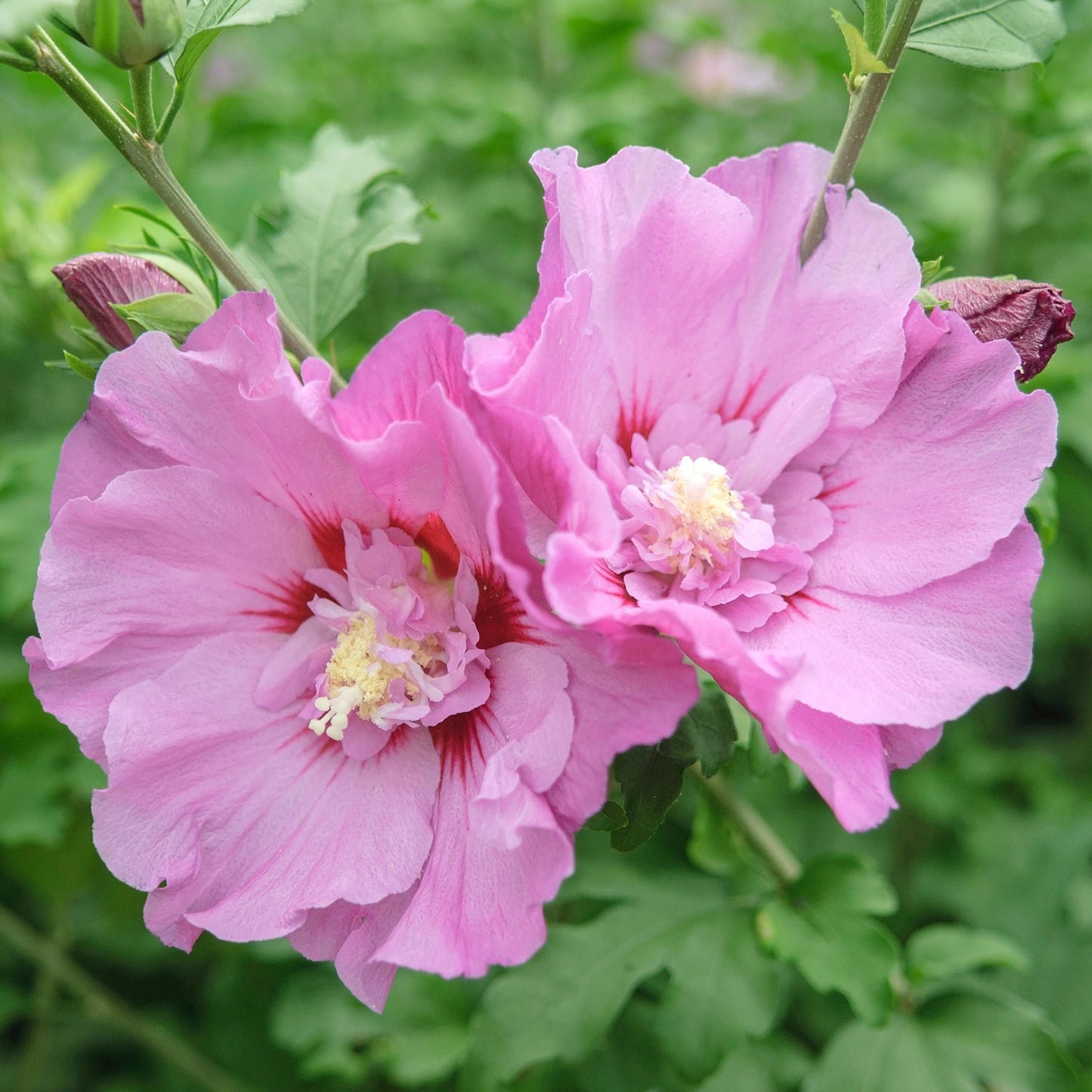 Hibiscus Eruption