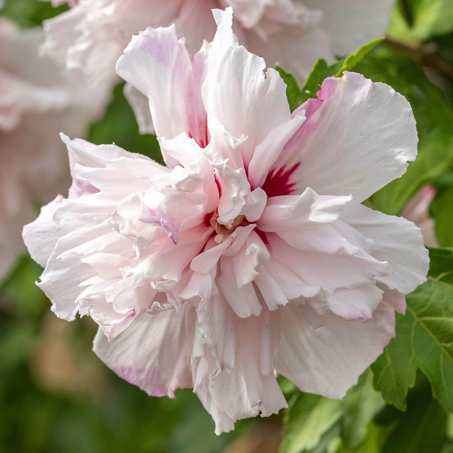 Hibiscus Cabaret Pastel