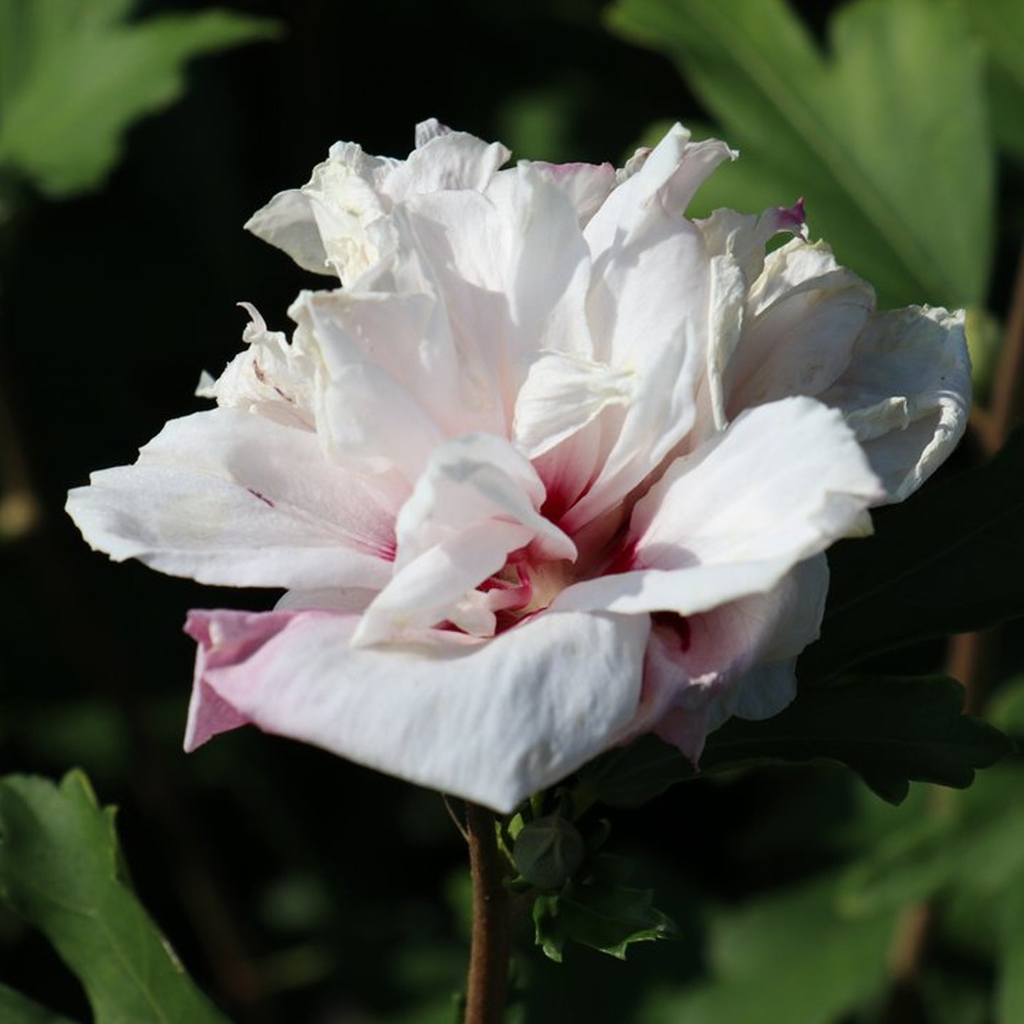 Hibiscus Cabaret Pastel