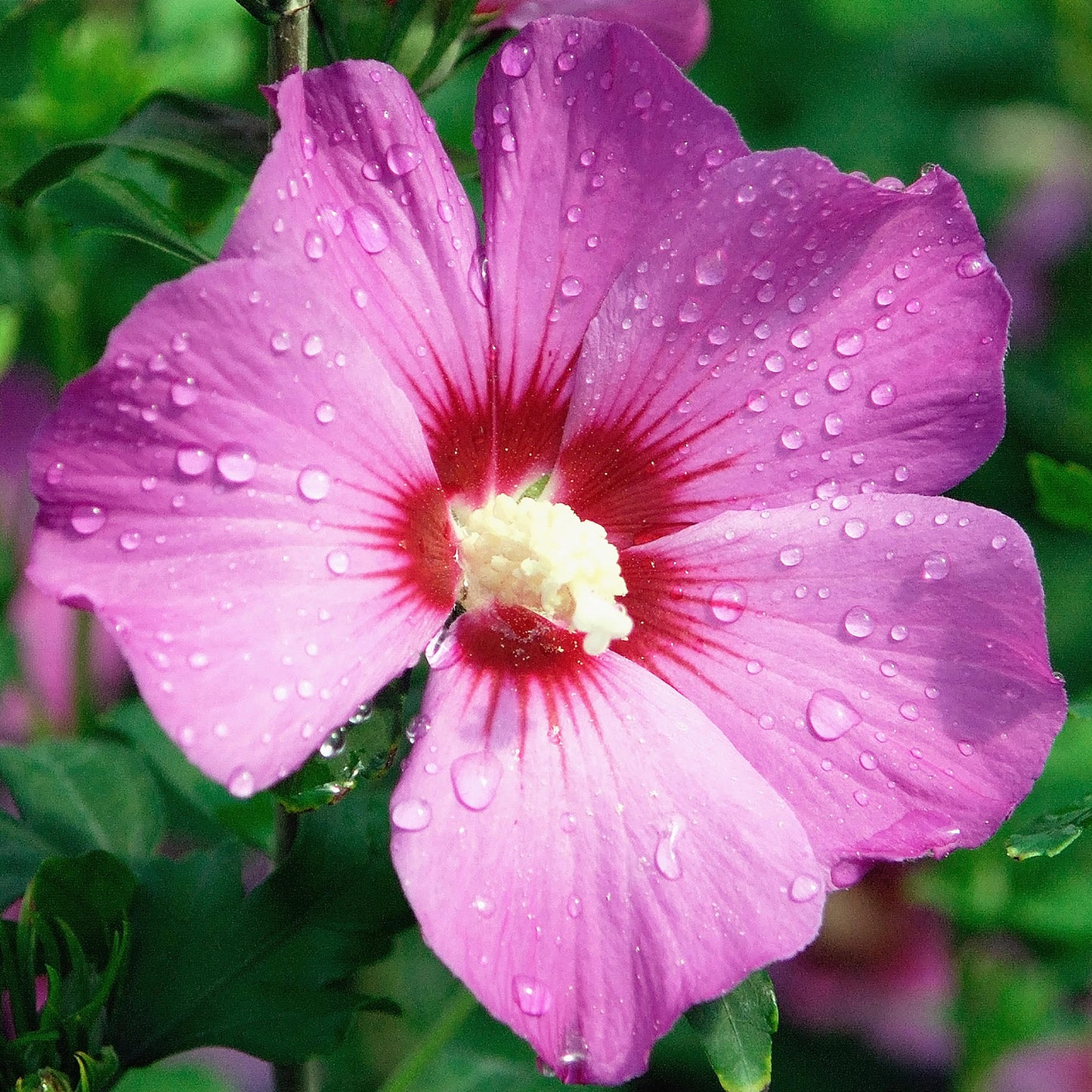 Hibiscus Russian Violet