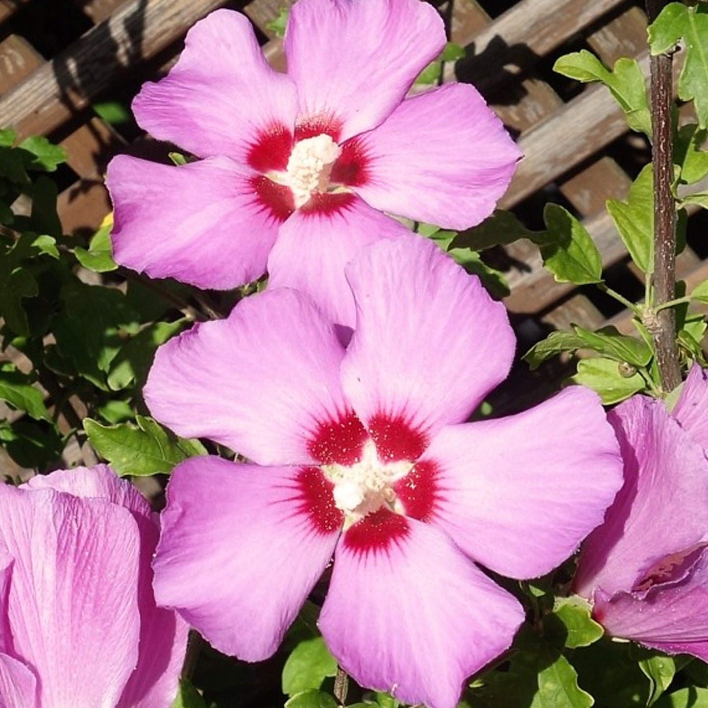 Hibiscus Russian Violet