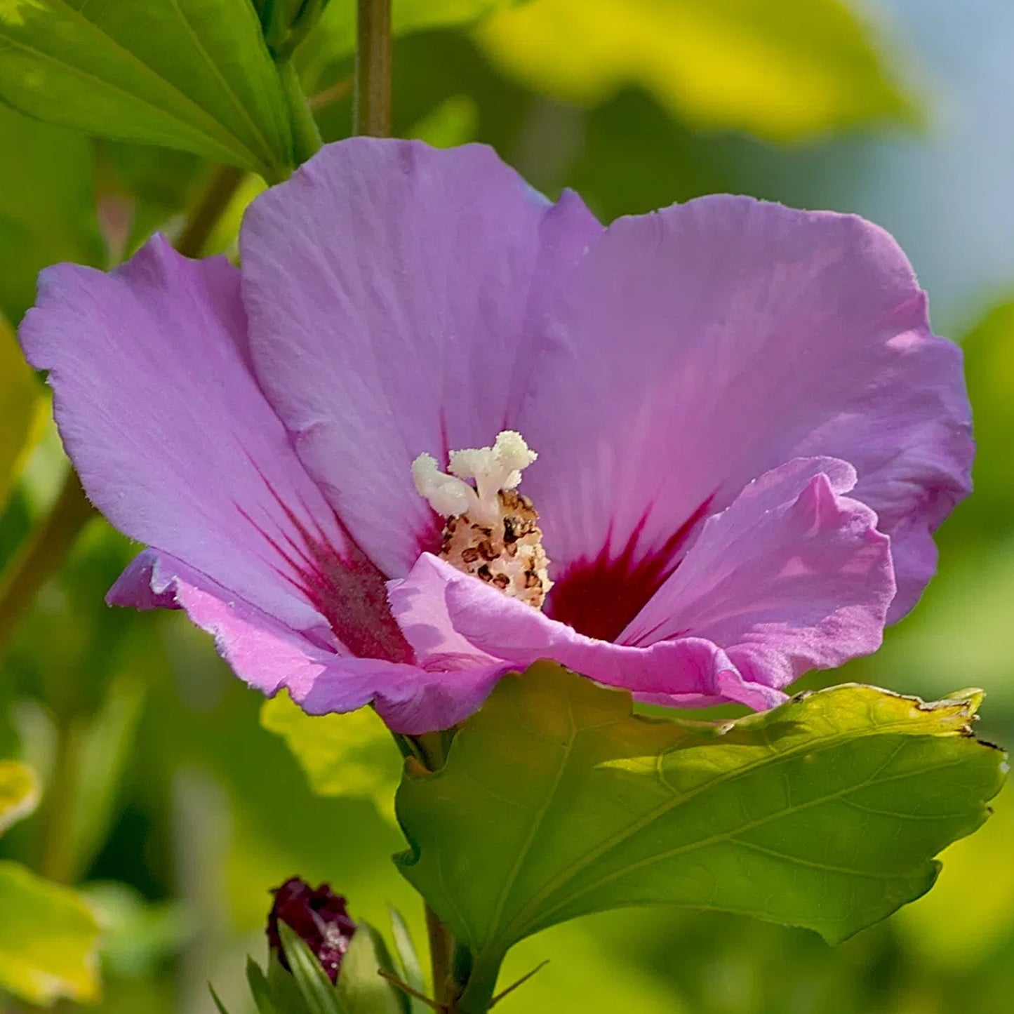 Hibiscus Russian Violet