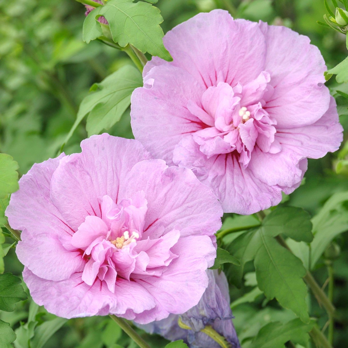 Hibiscus Lavender Chiffon