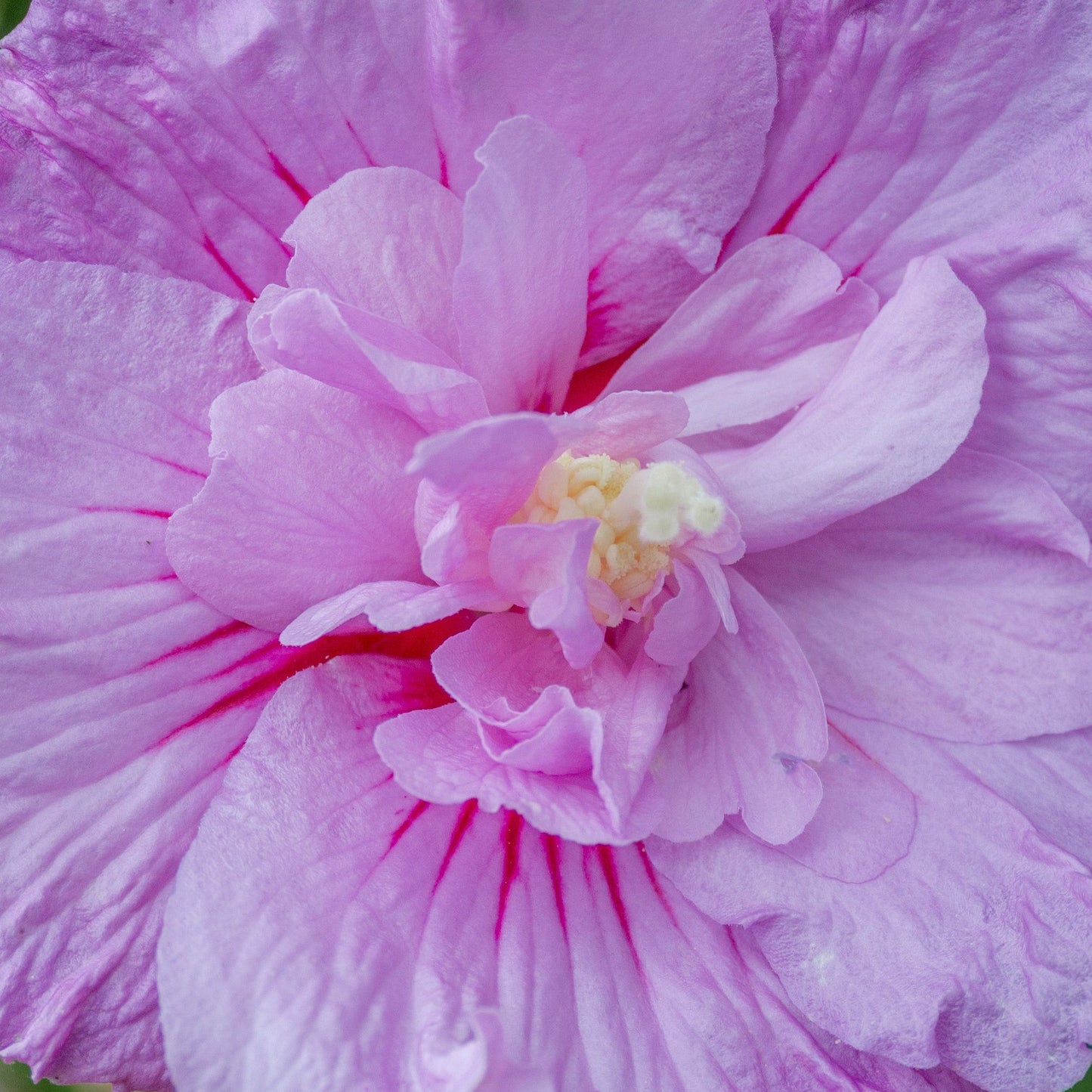 Hibiscus Lavender Chiffon