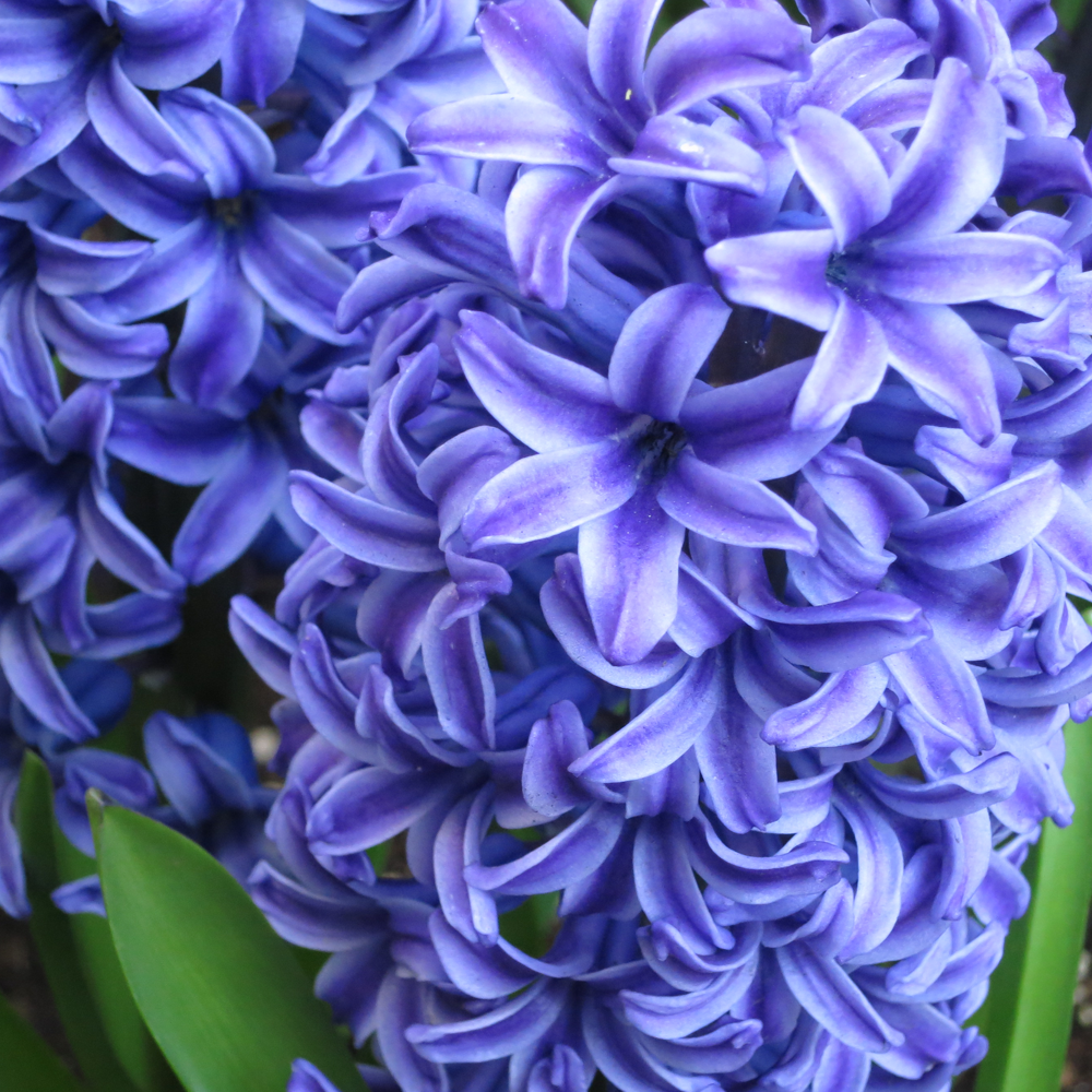 Hyacinth Blue -MASTER-