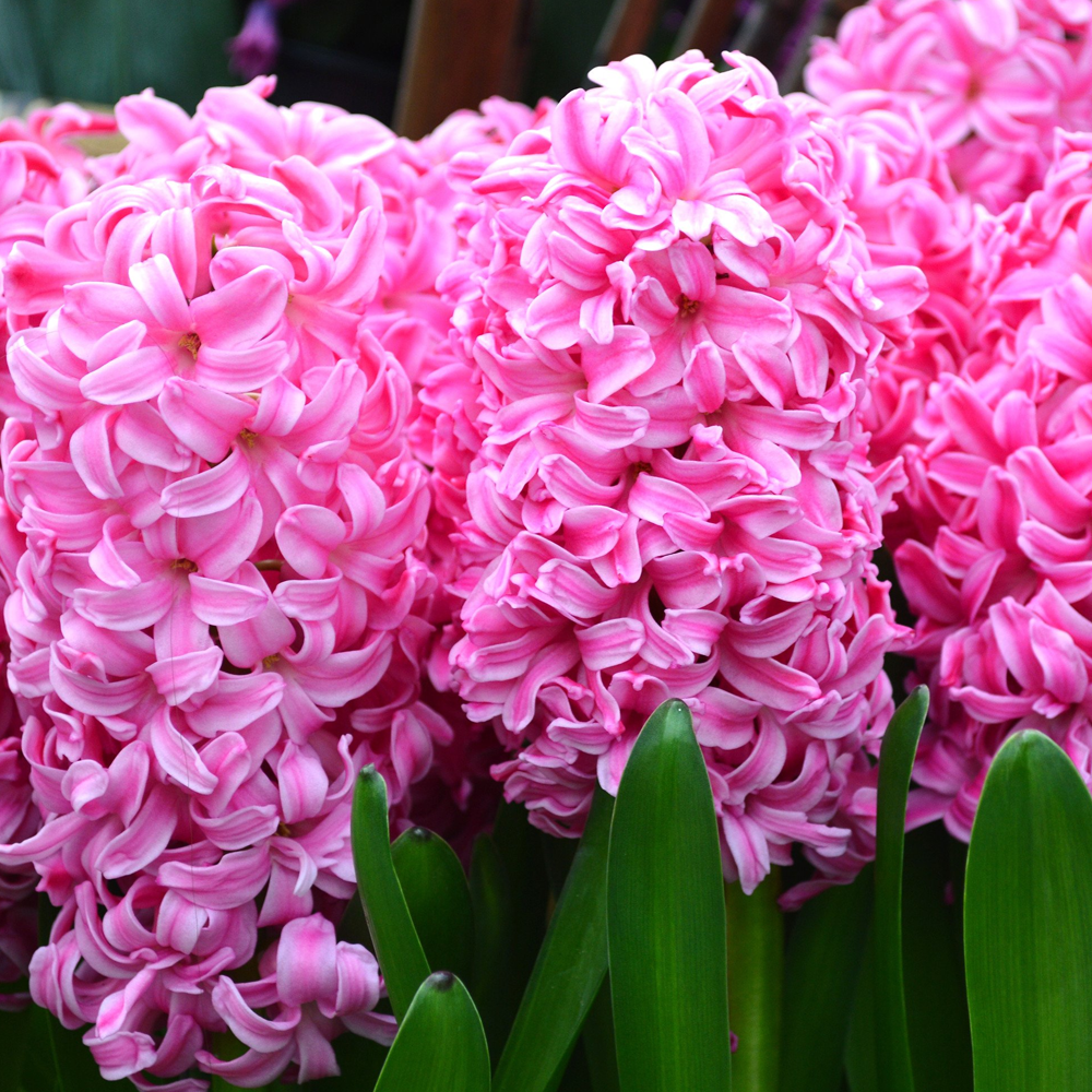 Hyacinth Pink -MASTER-