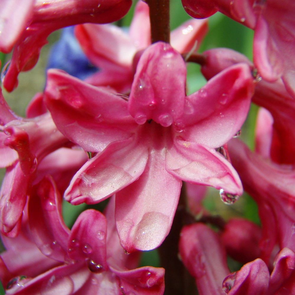 Hyacinth Red -MASTER-