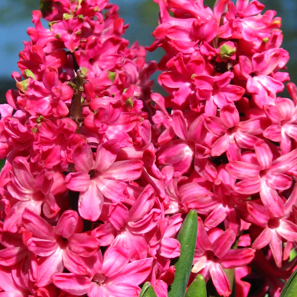 Hyacinth Red -MASTER-