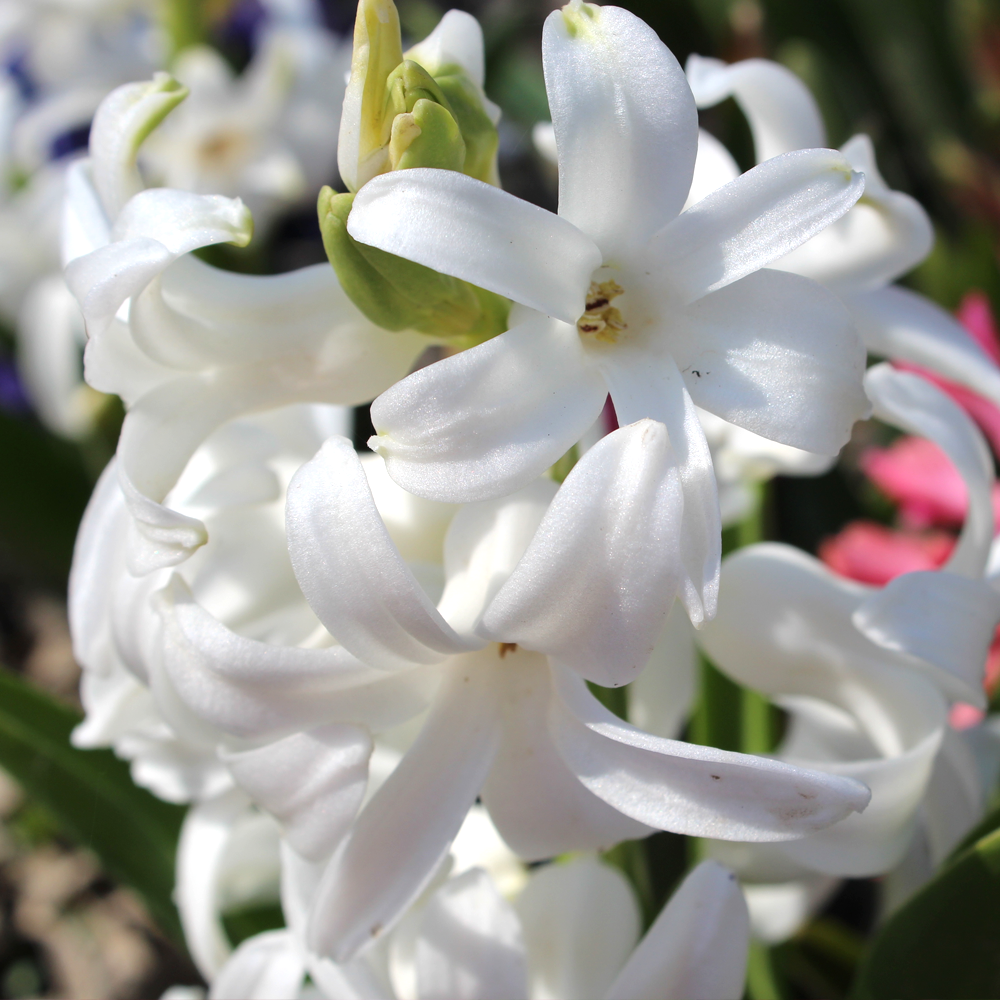 Hyacinth White -MASTER-