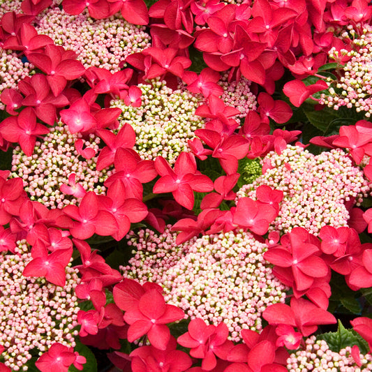 Hydrangea Lady in Red