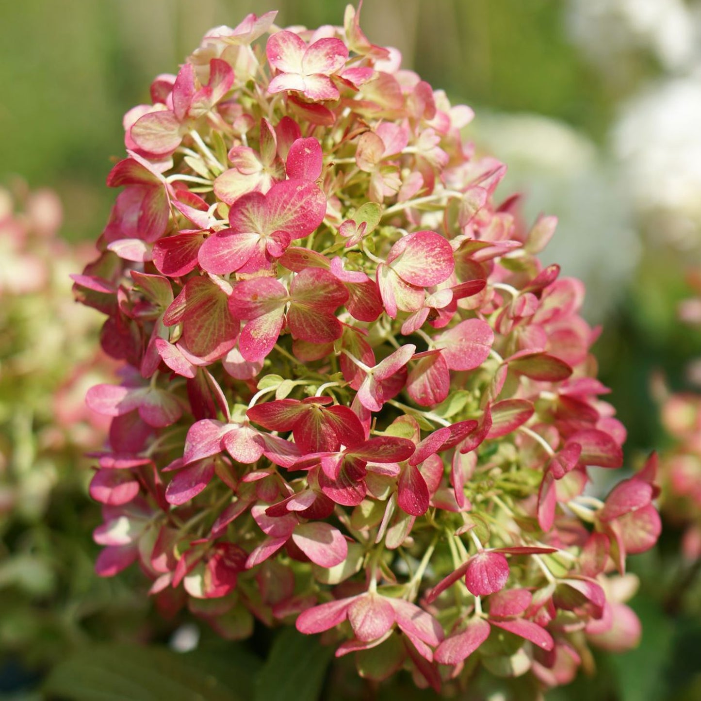 Hydrangea Graffiti