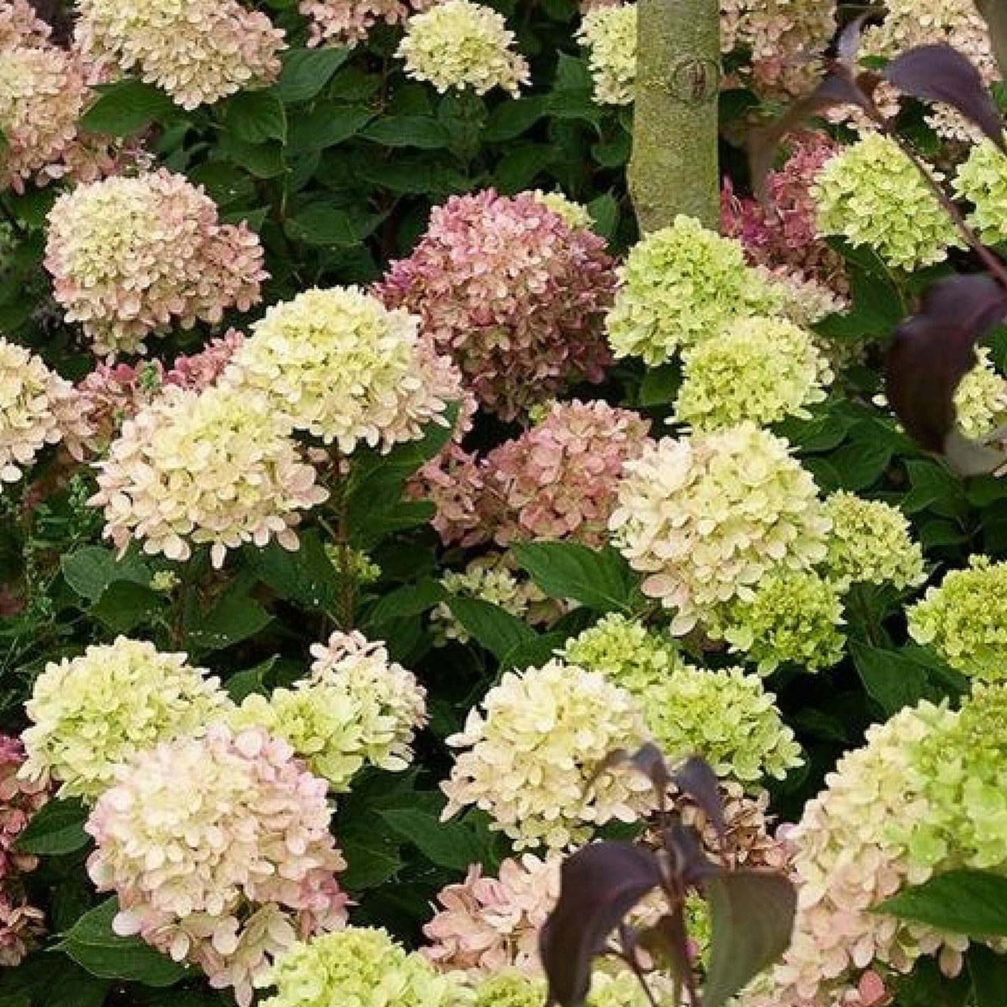 Hydrangea Graffiti