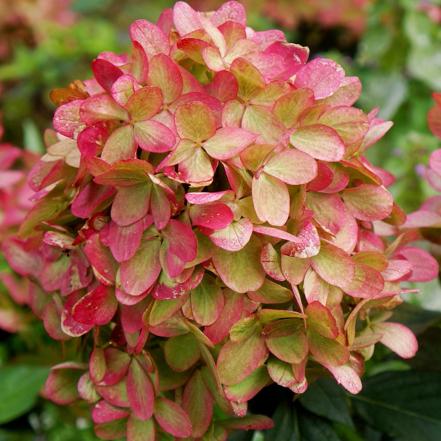 Hydrangea Graffiti