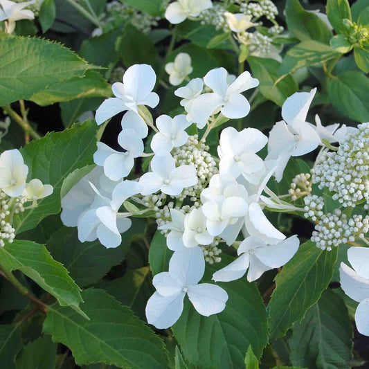 Hydrangea Levana