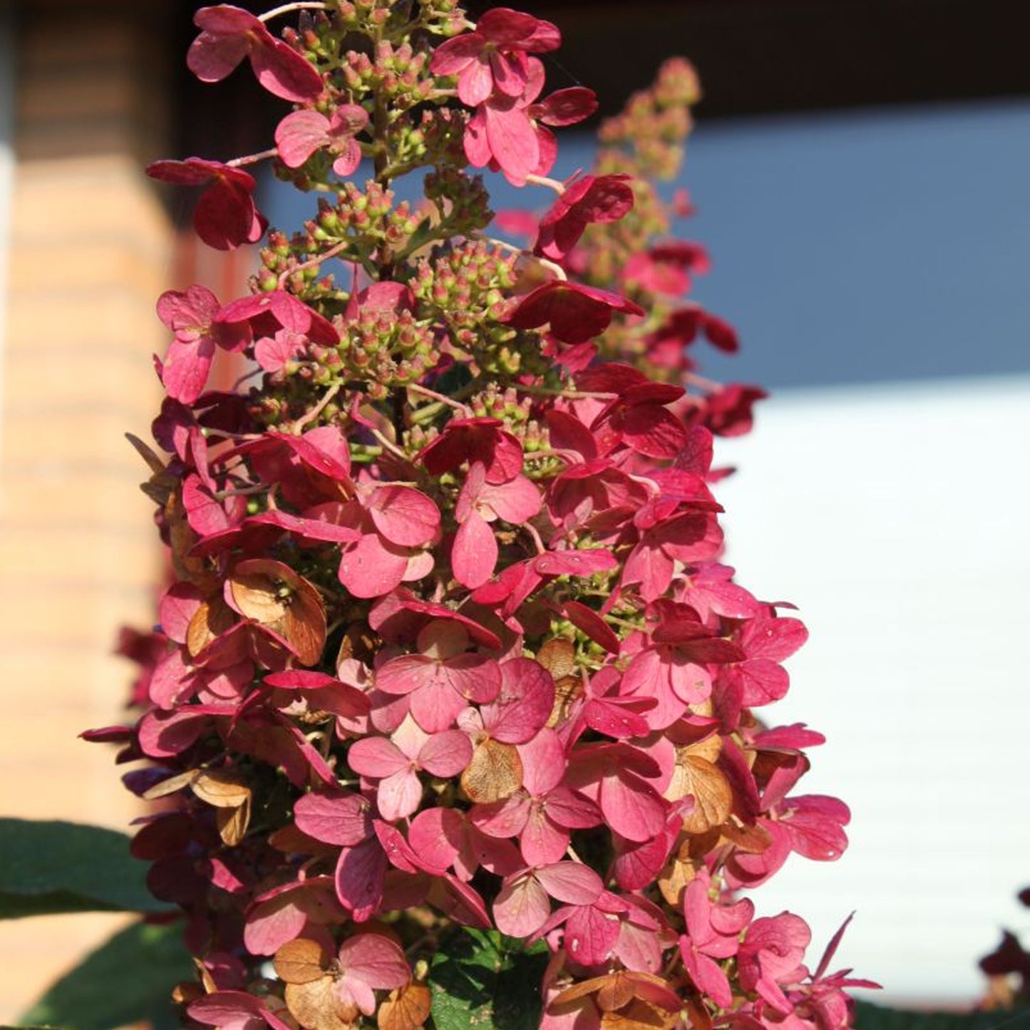 Hydrangea Wim's Red