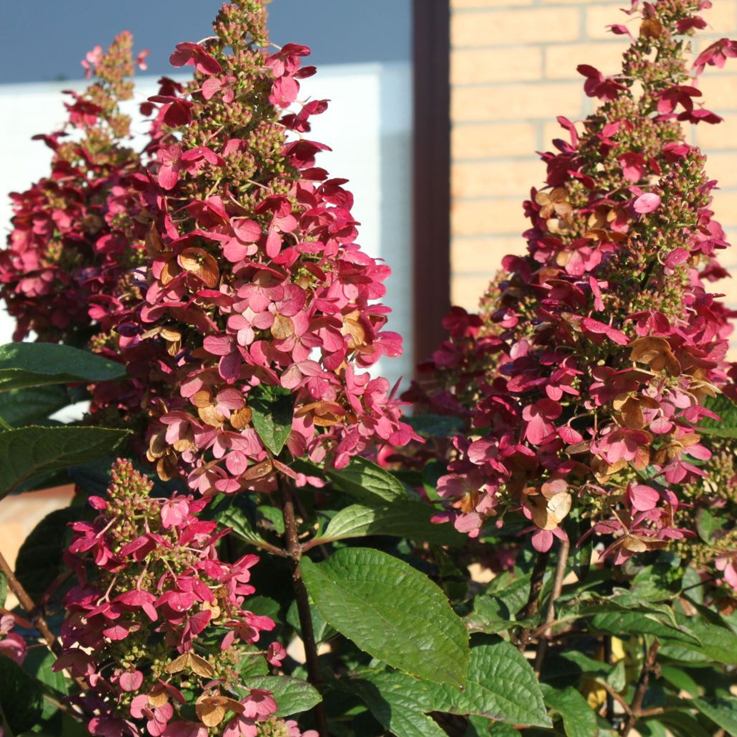 Hydrangea Wim's Red