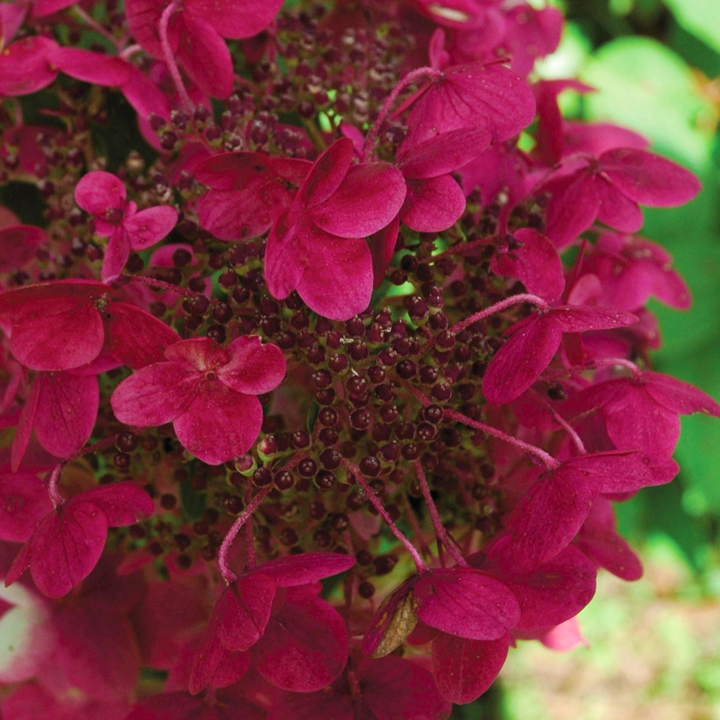 Hydrangea Wim's Red