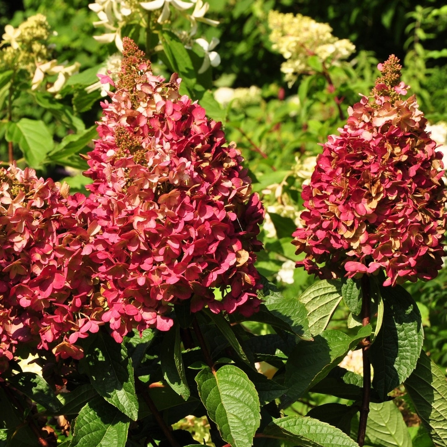 Hydrangea Wim's Red