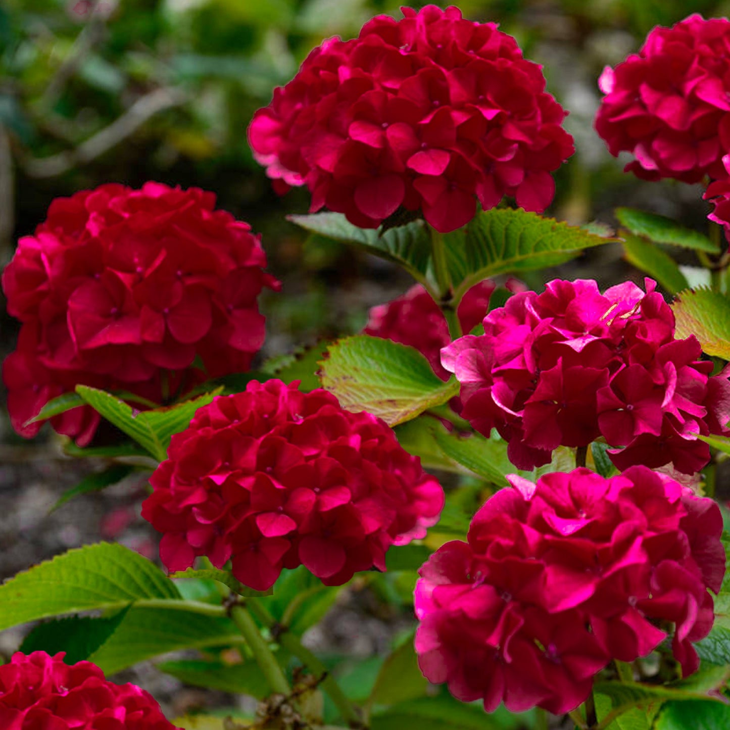 Hydrangea Wim's Red