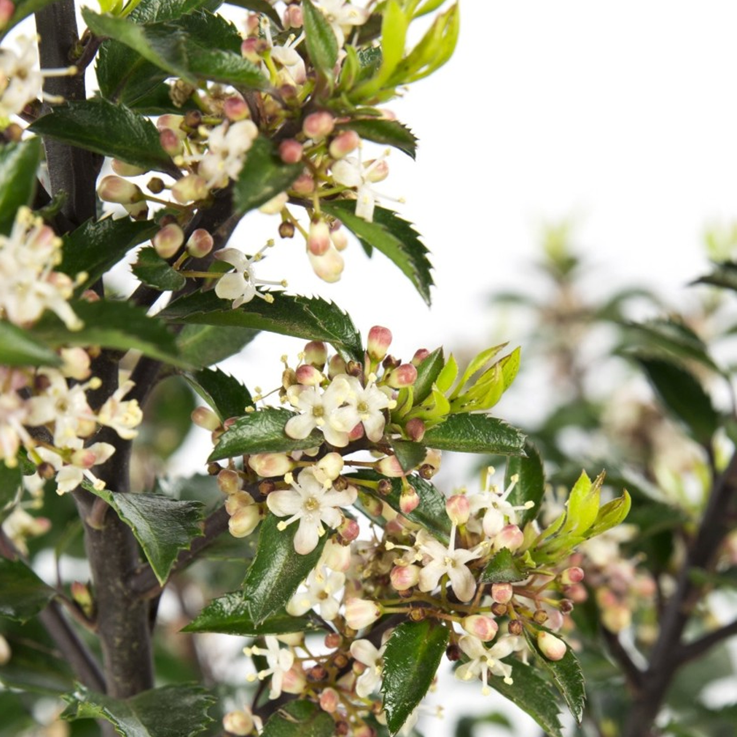 Ilex Gentle Patio Tree