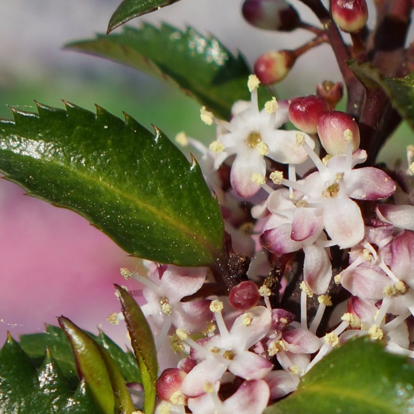 Ilex Gentle Patio Tree