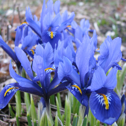 Iris Reticulata -MASTER-