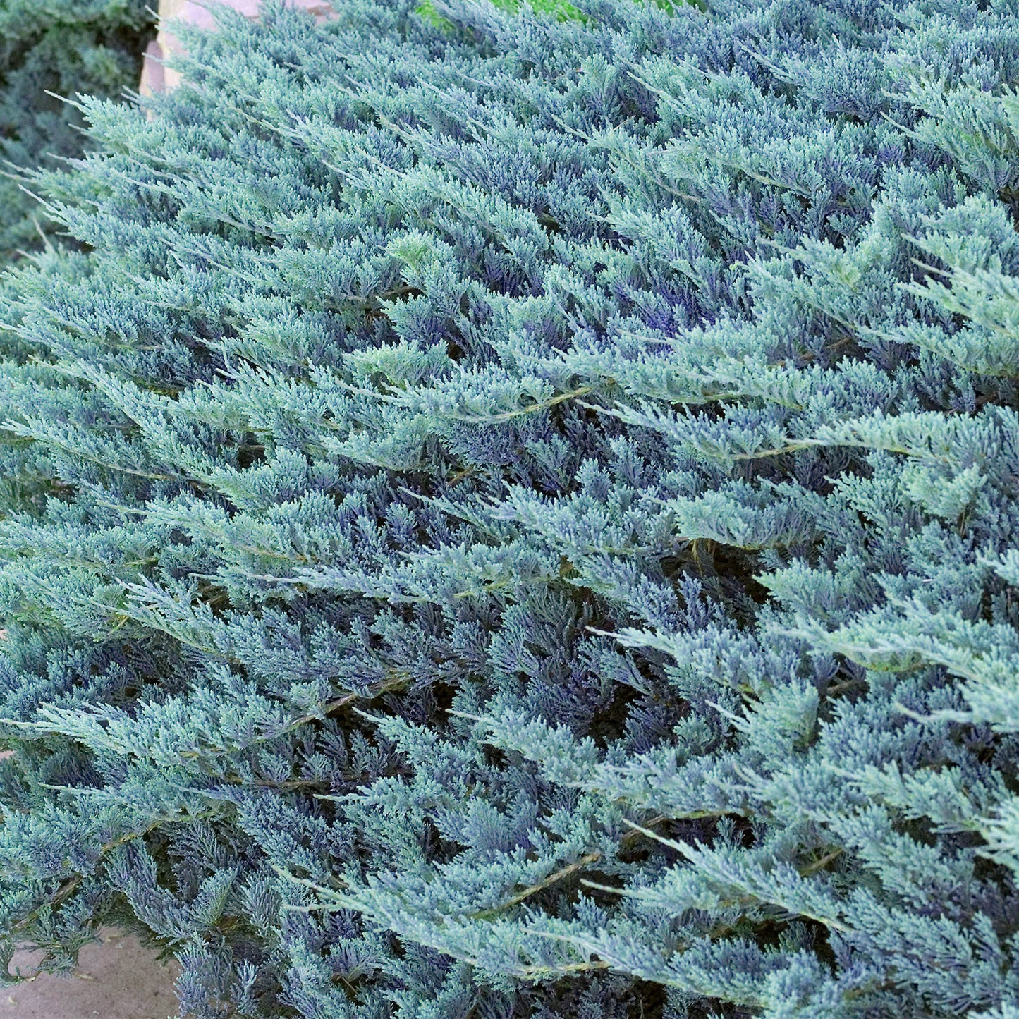 Juniperus Blue Chip