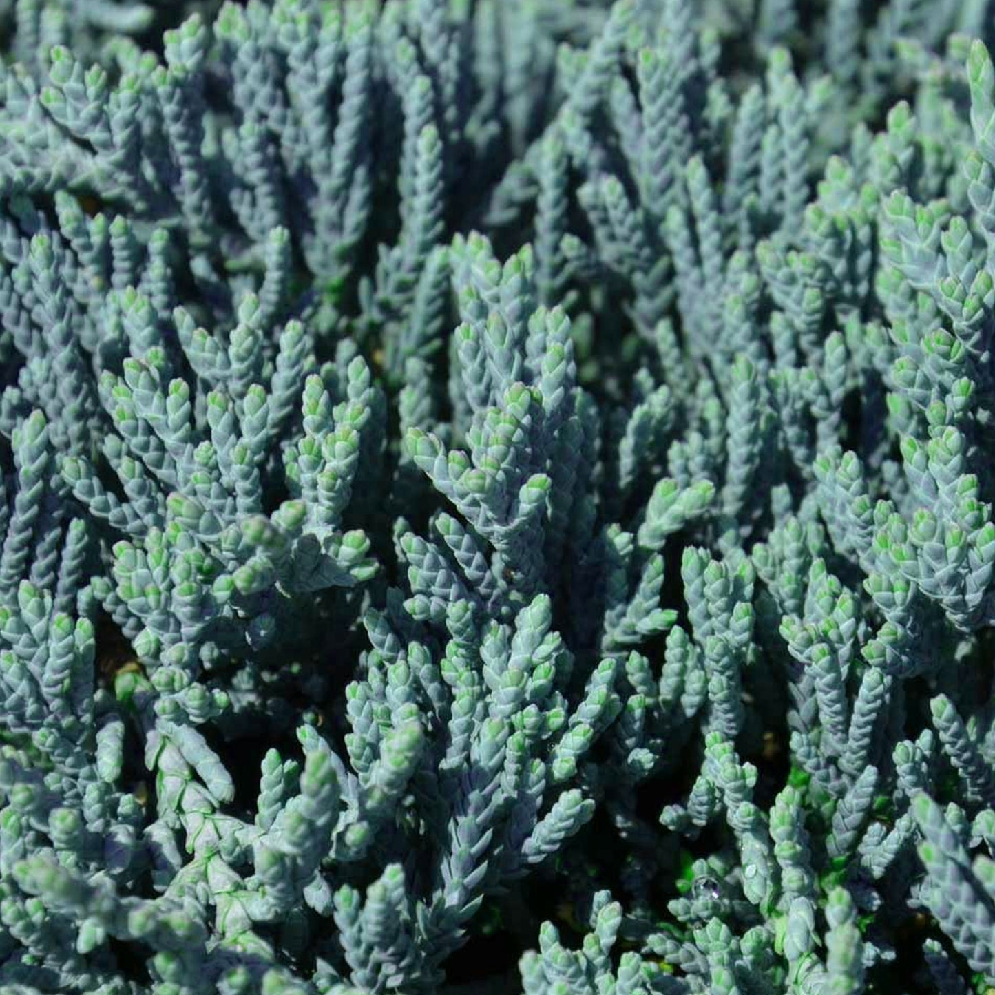 Juniperus Blue Chip