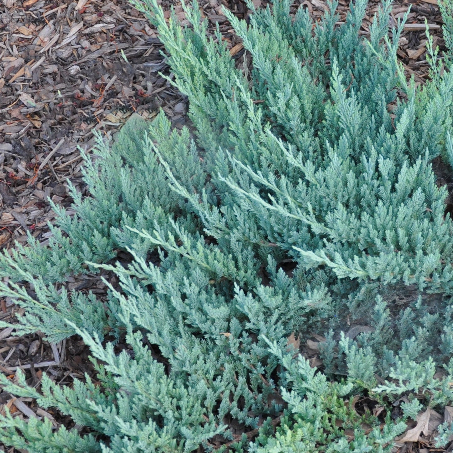 Juniperus Blue Chip