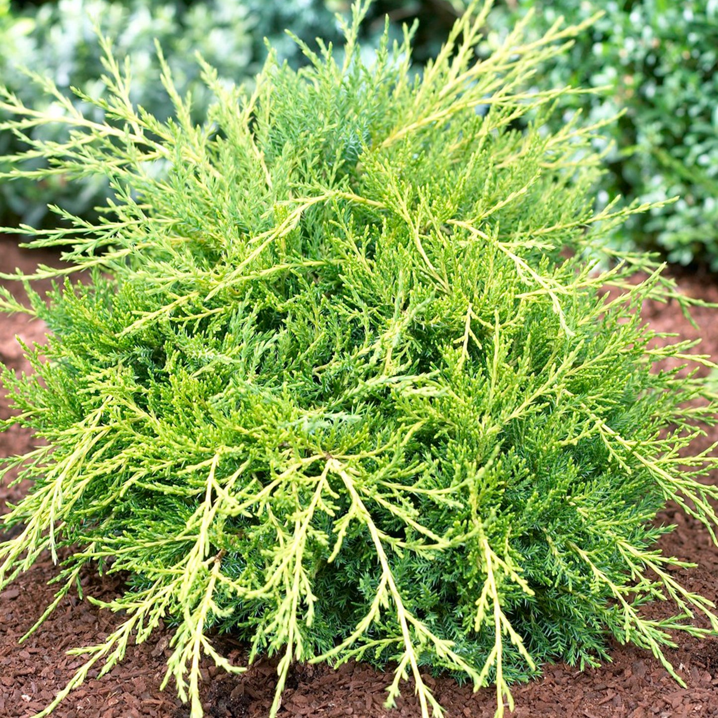 Juniperus Gold Coast